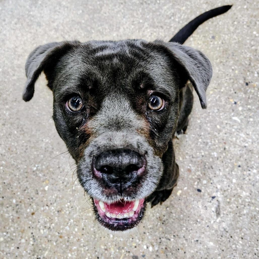 Enlarge Pixie, a Adoptable Mixed Breed in Skokie, IL image 3/6