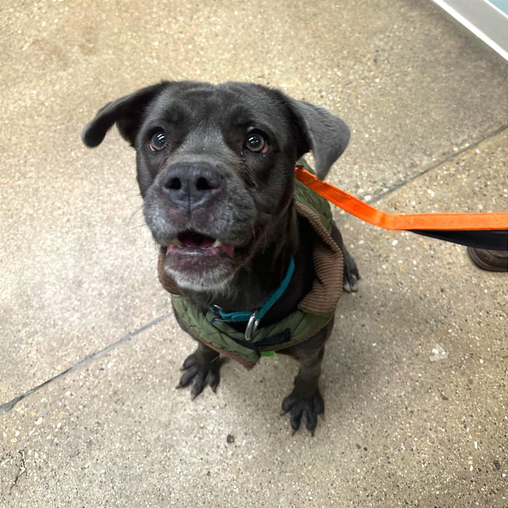 Enlarge Pixie, a Adoptable Mixed Breed in Skokie, IL image 4/6