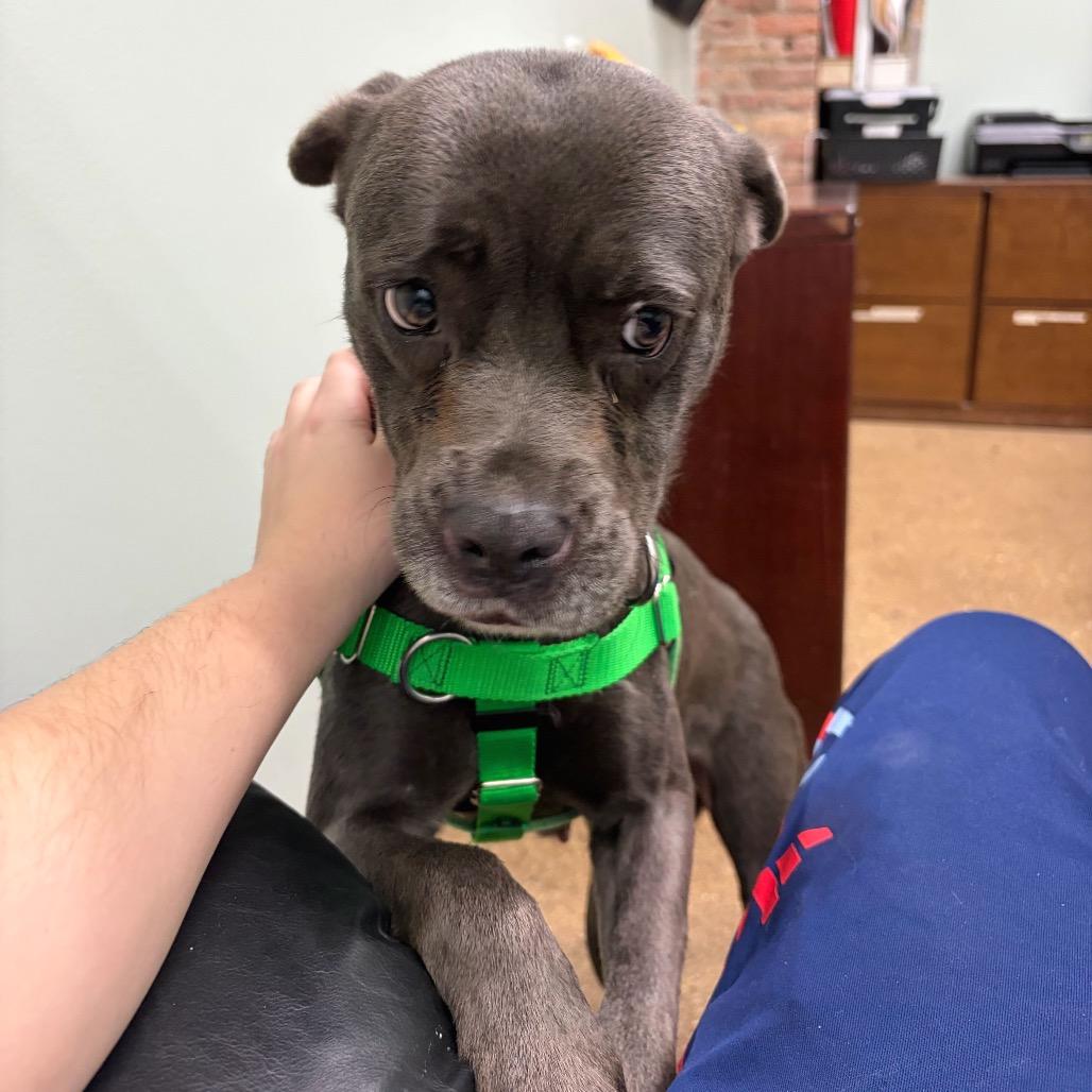 Enlarge Pixie, a Adoptable Mixed Breed in Skokie, IL image 5/6