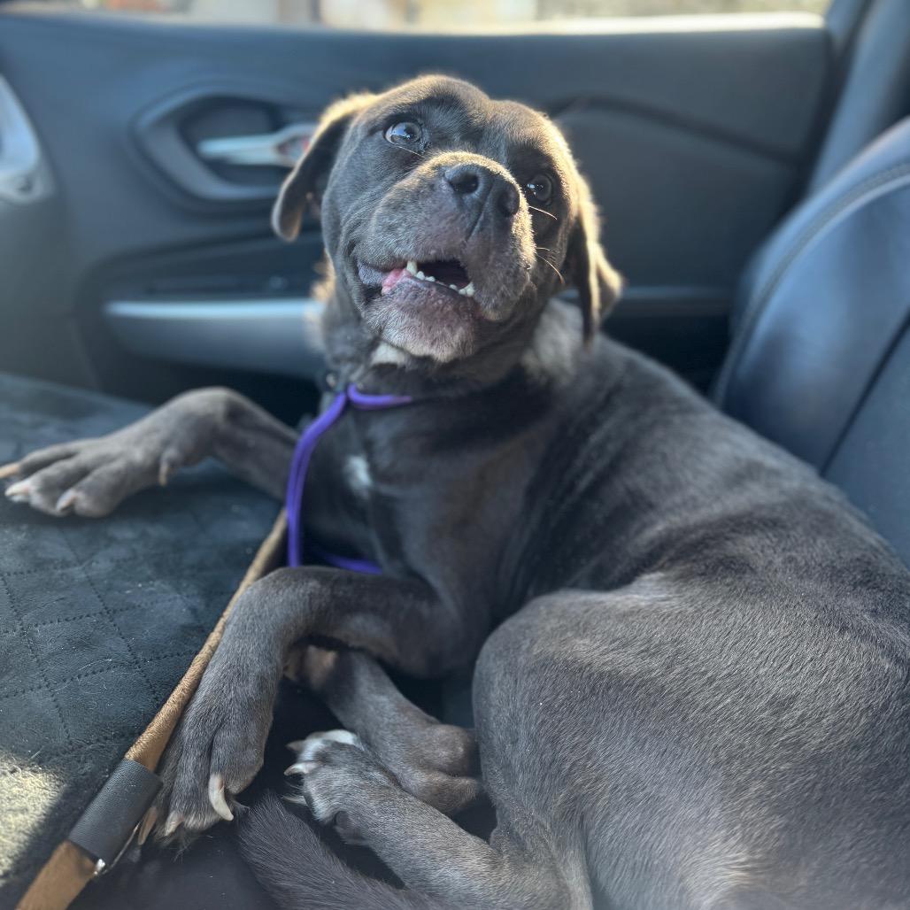 Enlarge Pixie, a Adoptable Mixed Breed in Skokie, IL image 6/6