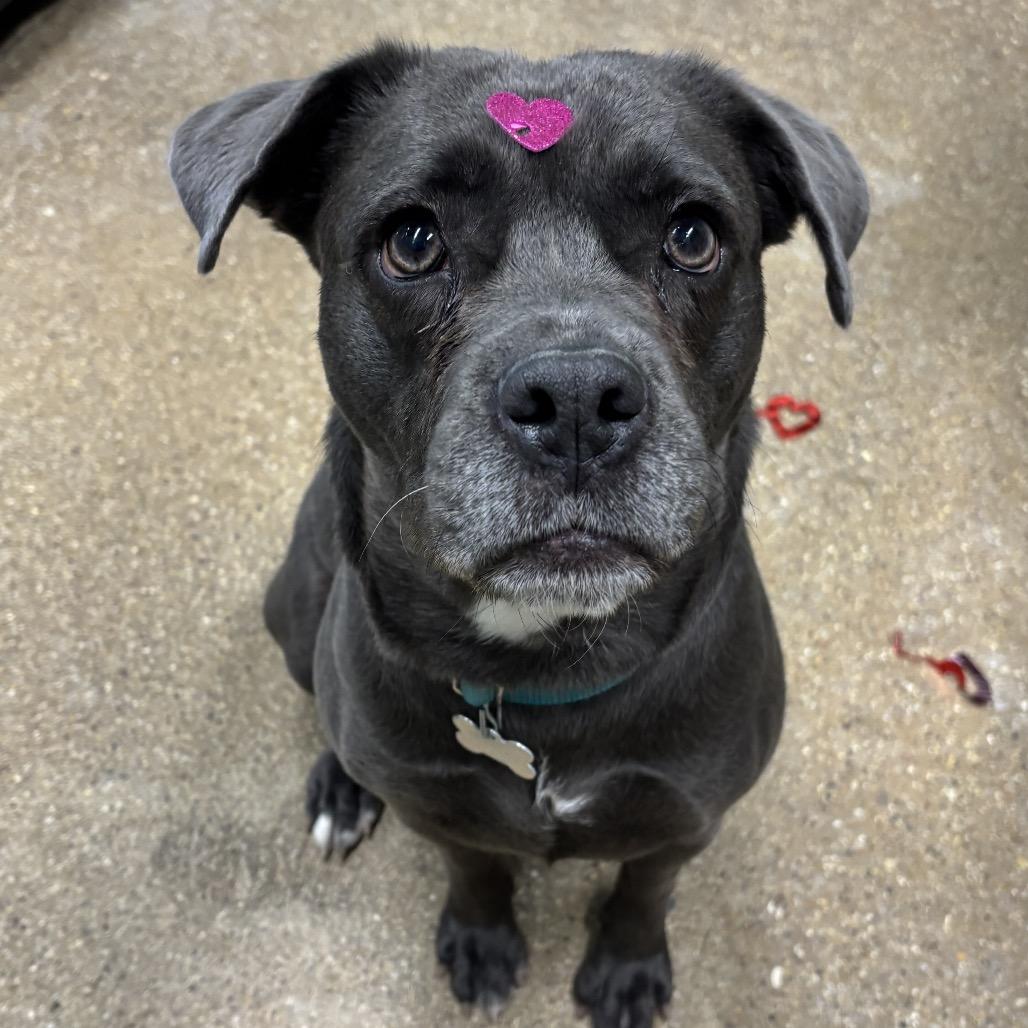 Enlarge Pixie, a Adoptable Mixed Breed in Skokie, IL image 6/6