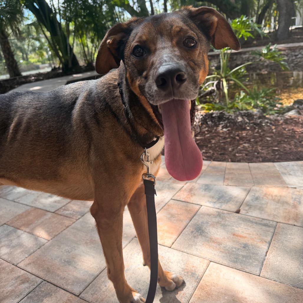 Maui, Adoptable, Adult Male Mixed Breed.