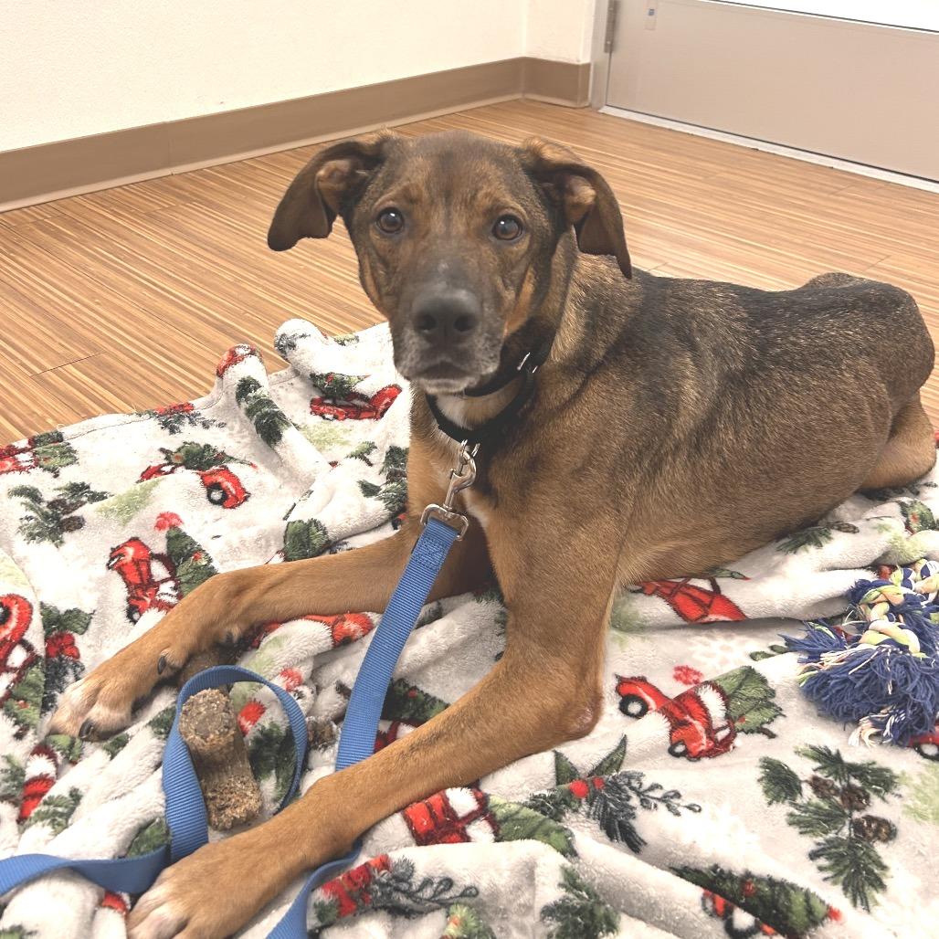 Enlarge Maui, a Adoptable Mixed Breed in Sarasota, FL image 2/6