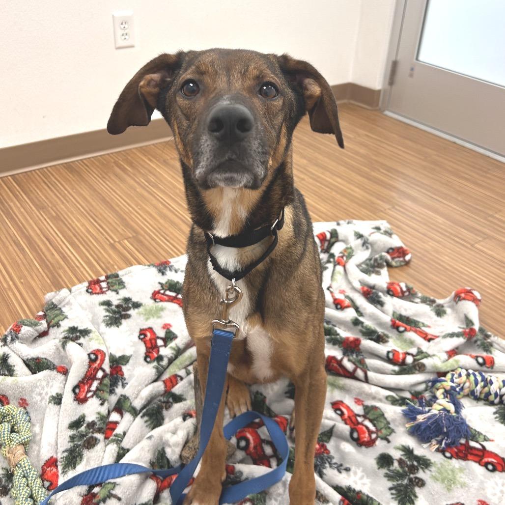 Enlarge Maui, a Adoptable Mixed Breed in Sarasota, FL image 3/6