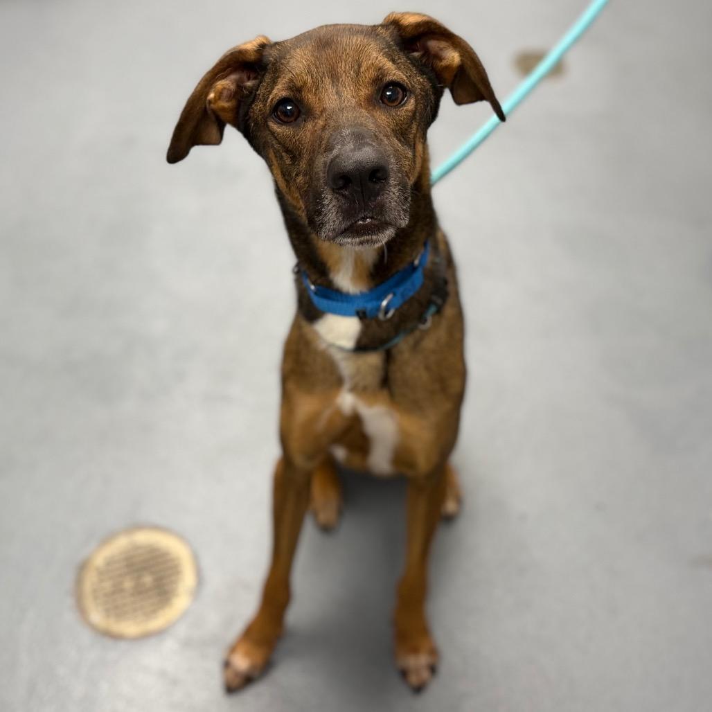 Enlarge Maui, a Adoptable Mixed Breed in Sarasota, FL image 4/6