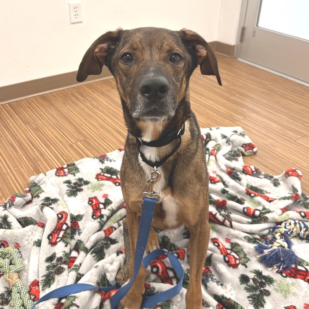 Enlarge Maui, a Adoptable Mixed Breed in Sarasota, FL image 5/6