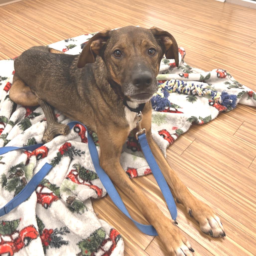 Enlarge Maui, a Adoptable Mixed Breed in Sarasota, FL image 6/6