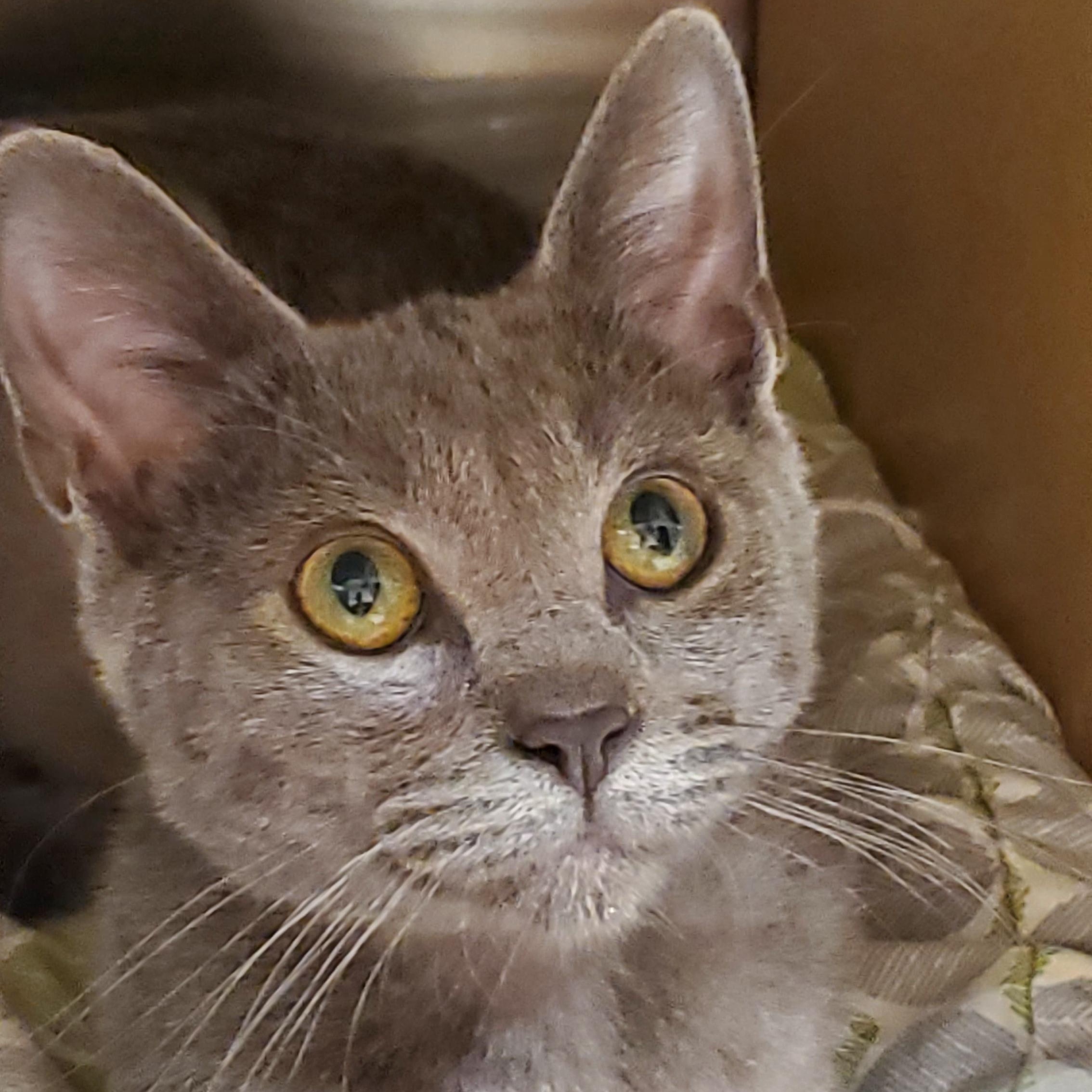 Bluey, a ADOPTABLE Russian Blue in Muncie, IN image 1/3
