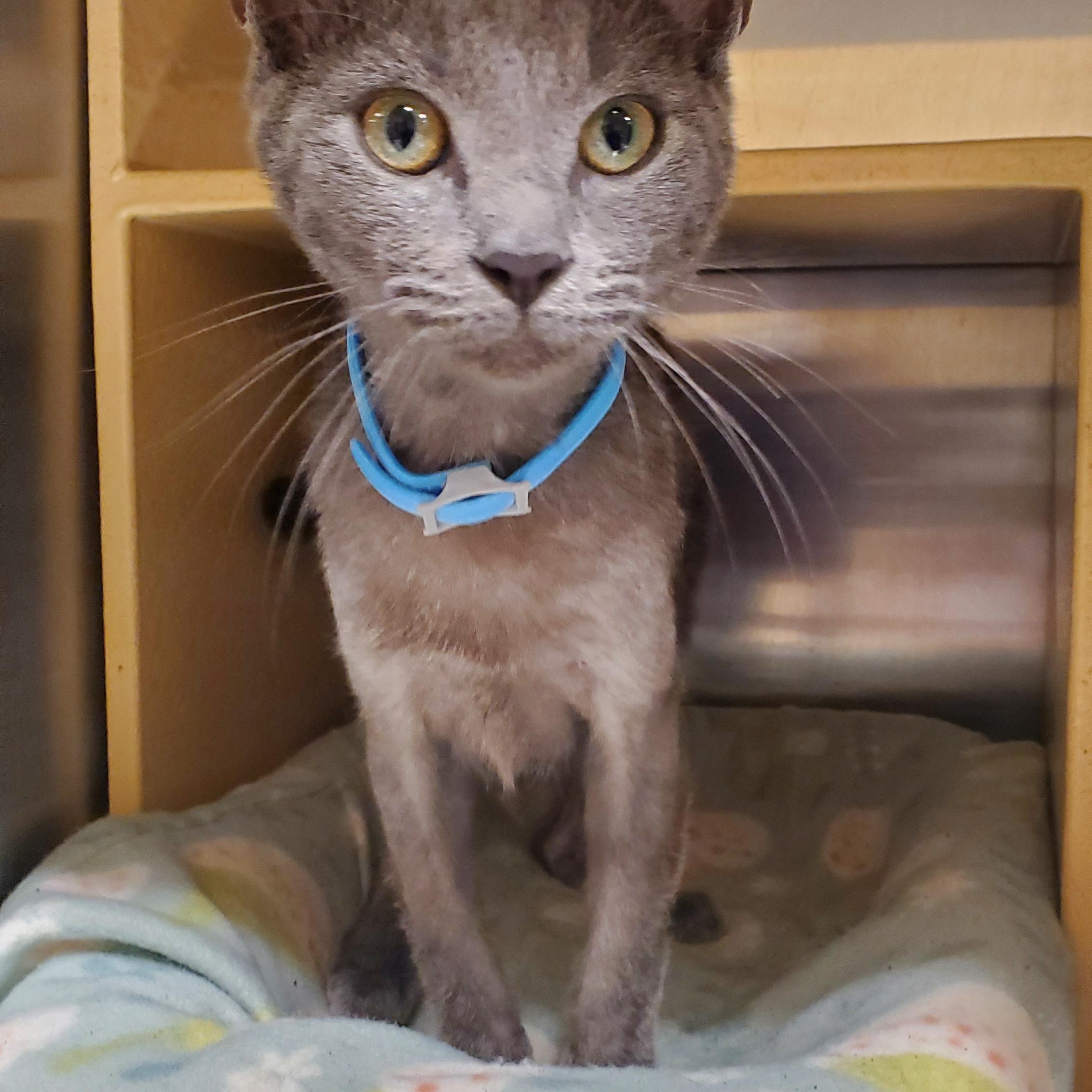 Bluey, a ADOPTABLE Russian Blue in Muncie, IN image 3/3