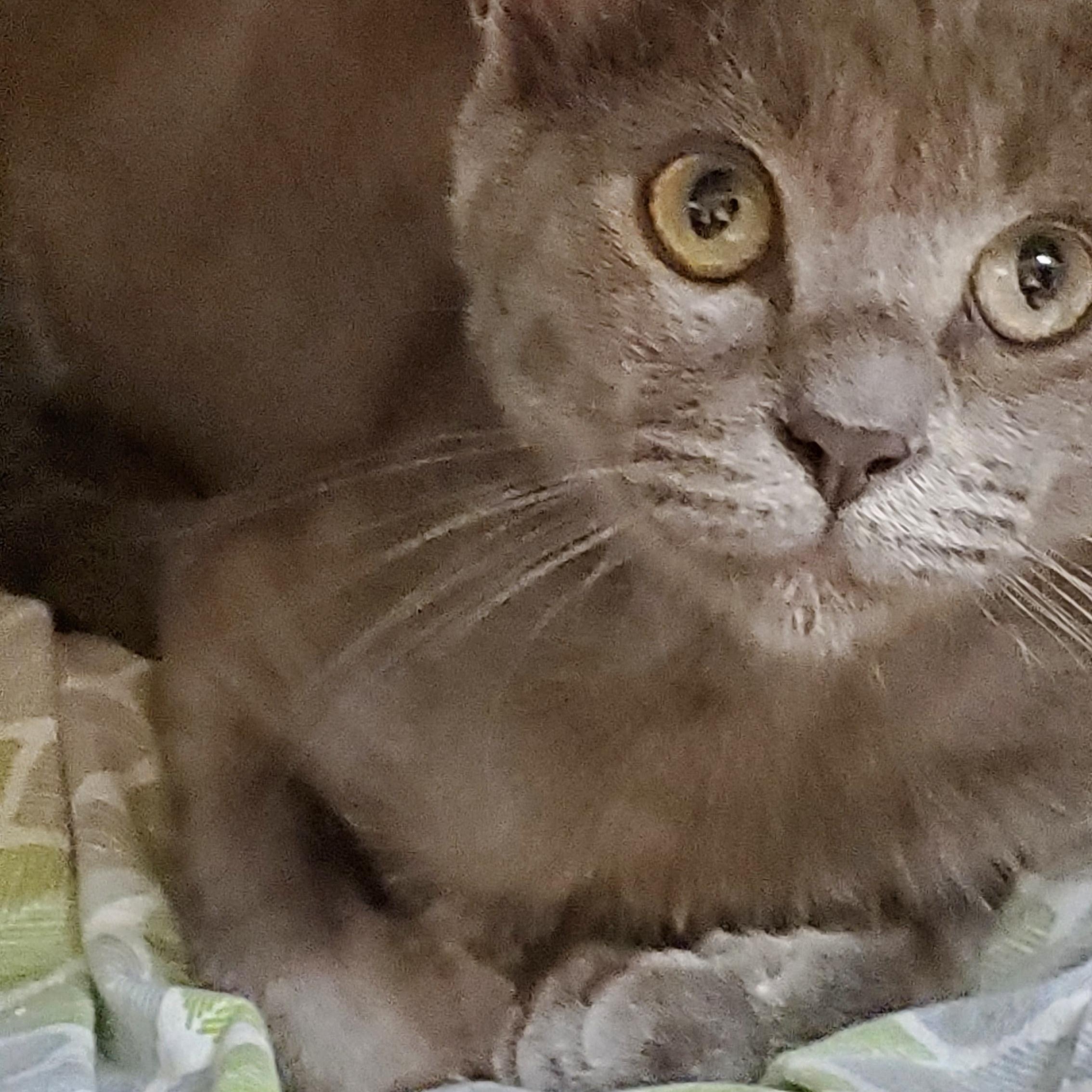 Bluey, a ADOPTABLE Russian Blue in Muncie, IN image 2/3