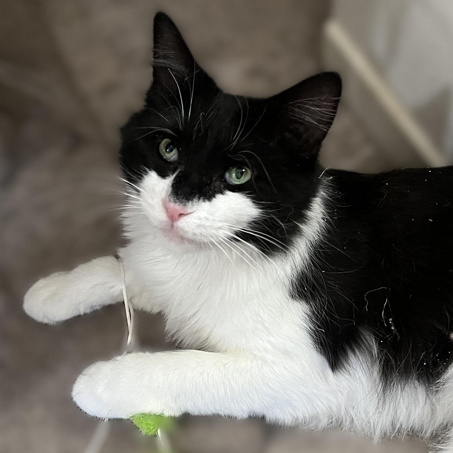 Venice (friendly and affectionate), a Adoptable Domestic Medium Hair in Shingletown, CA image 2/6