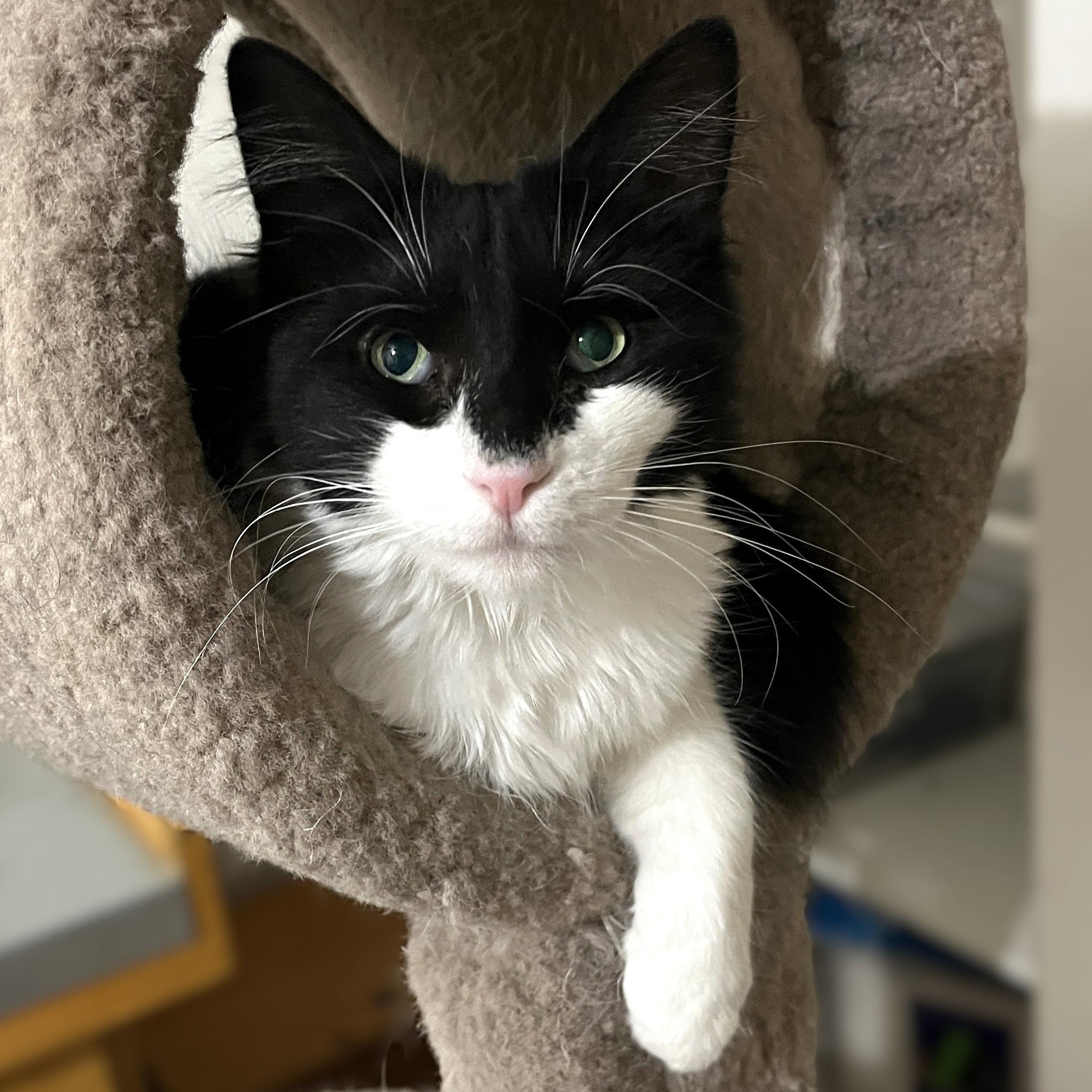Venice (friendly and affectionate), a Adoptable Domestic Medium Hair in Shingletown, CA image 6/6
