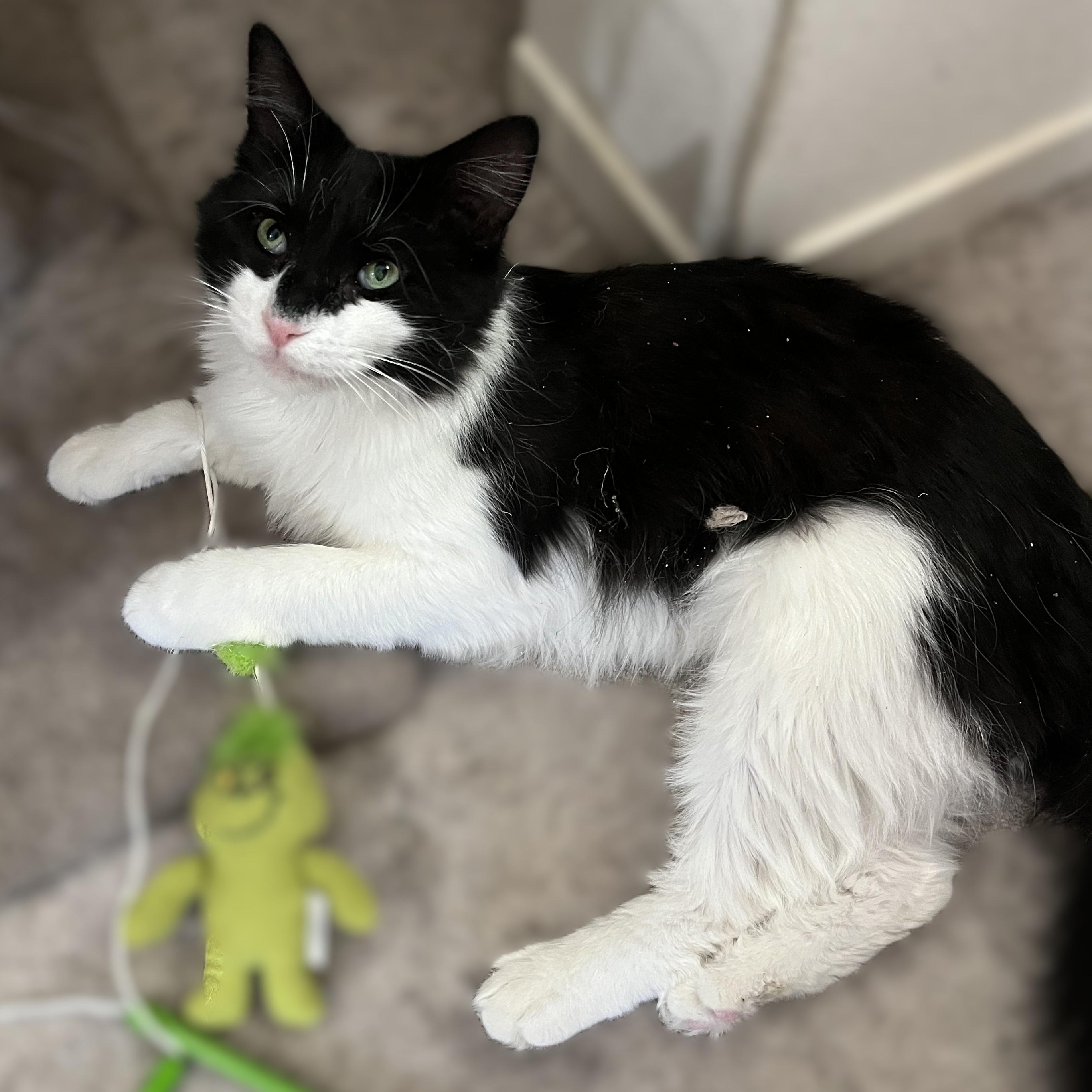 Venice (friendly and affectionate), a Adoptable Domestic Medium Hair in Shingletown, CA image 5/6