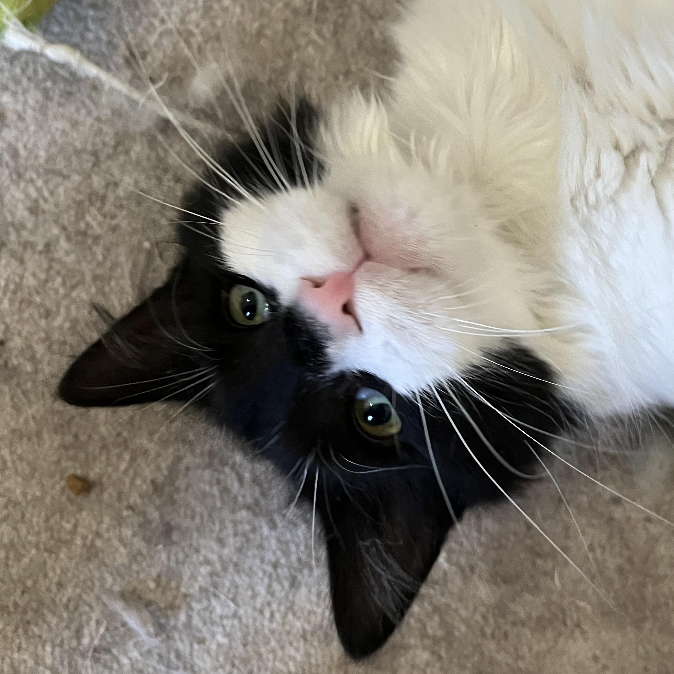Venice (friendly and affectionate), a Adoptable Domestic Medium Hair in Shingletown, CA image 4/6