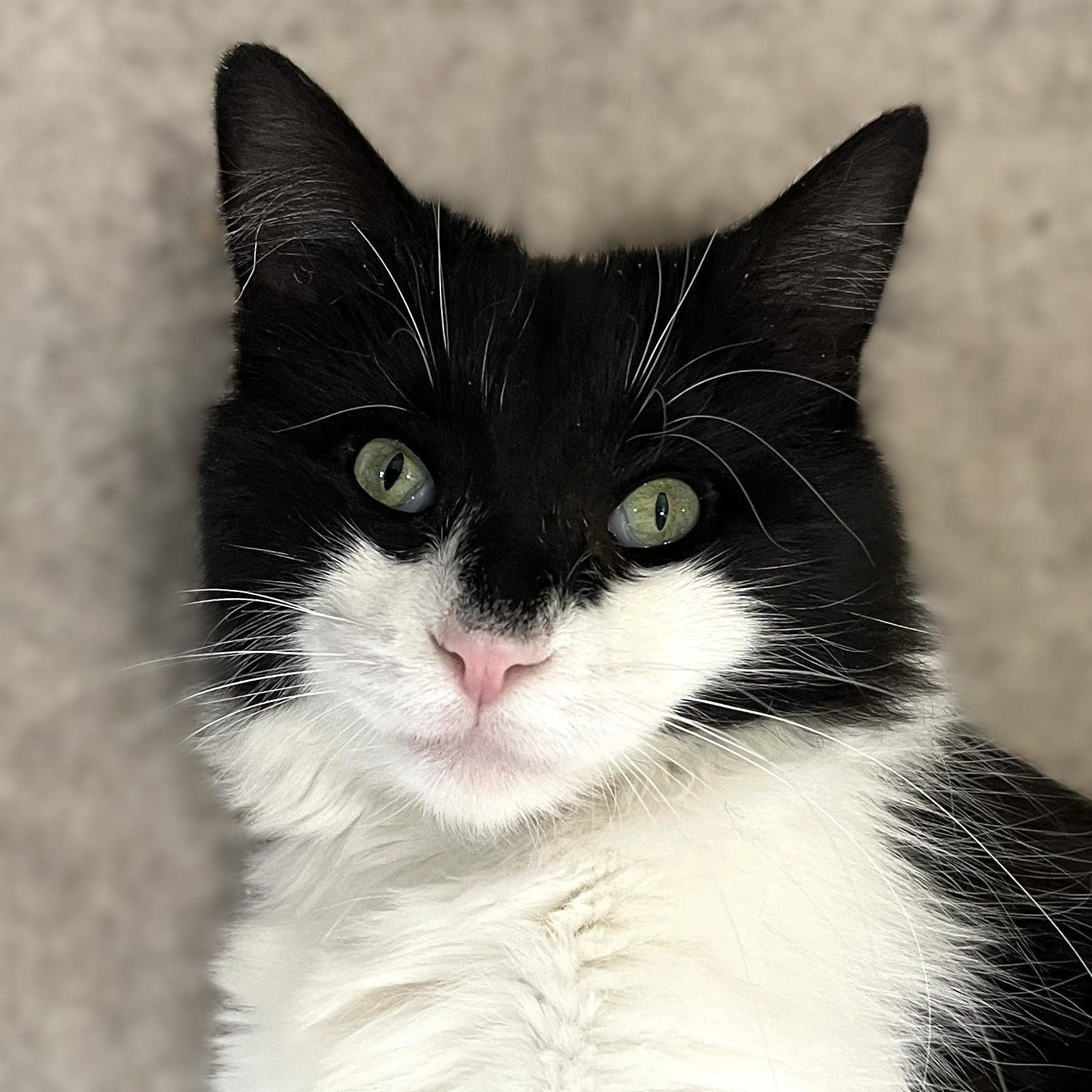 Venice (friendly and affectionate), a Adoptable Domestic Medium Hair in Shingletown, CA image 3/6