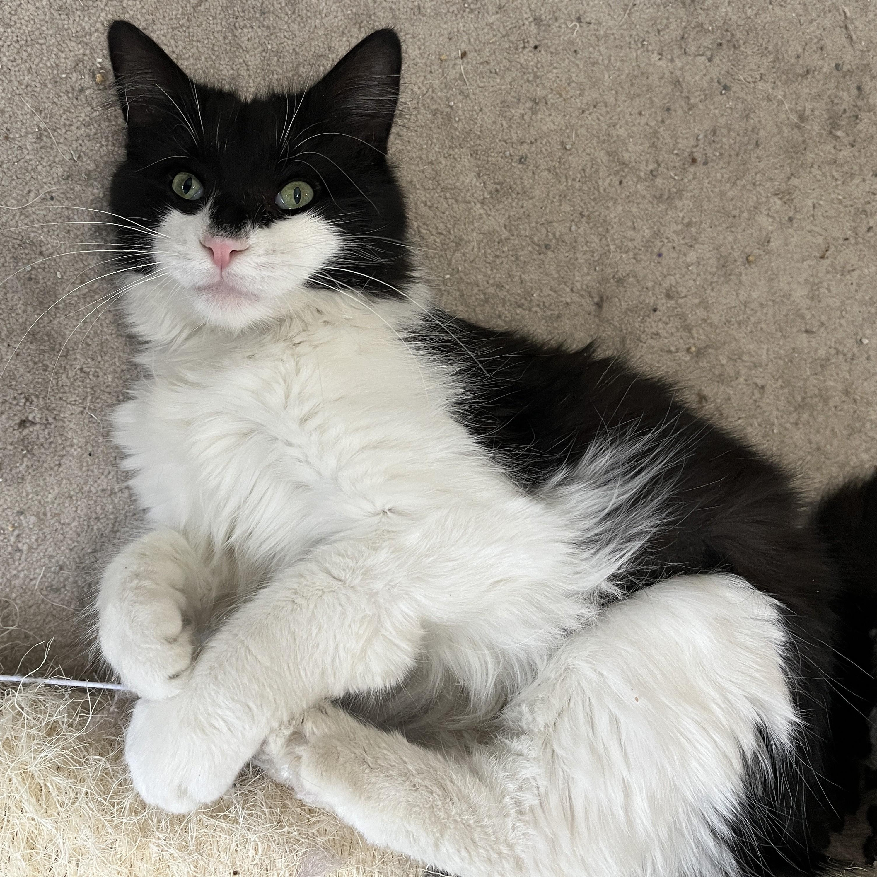 Venice (friendly and affectionate), Adoptable, Adult Female Domestic Medium Hair.