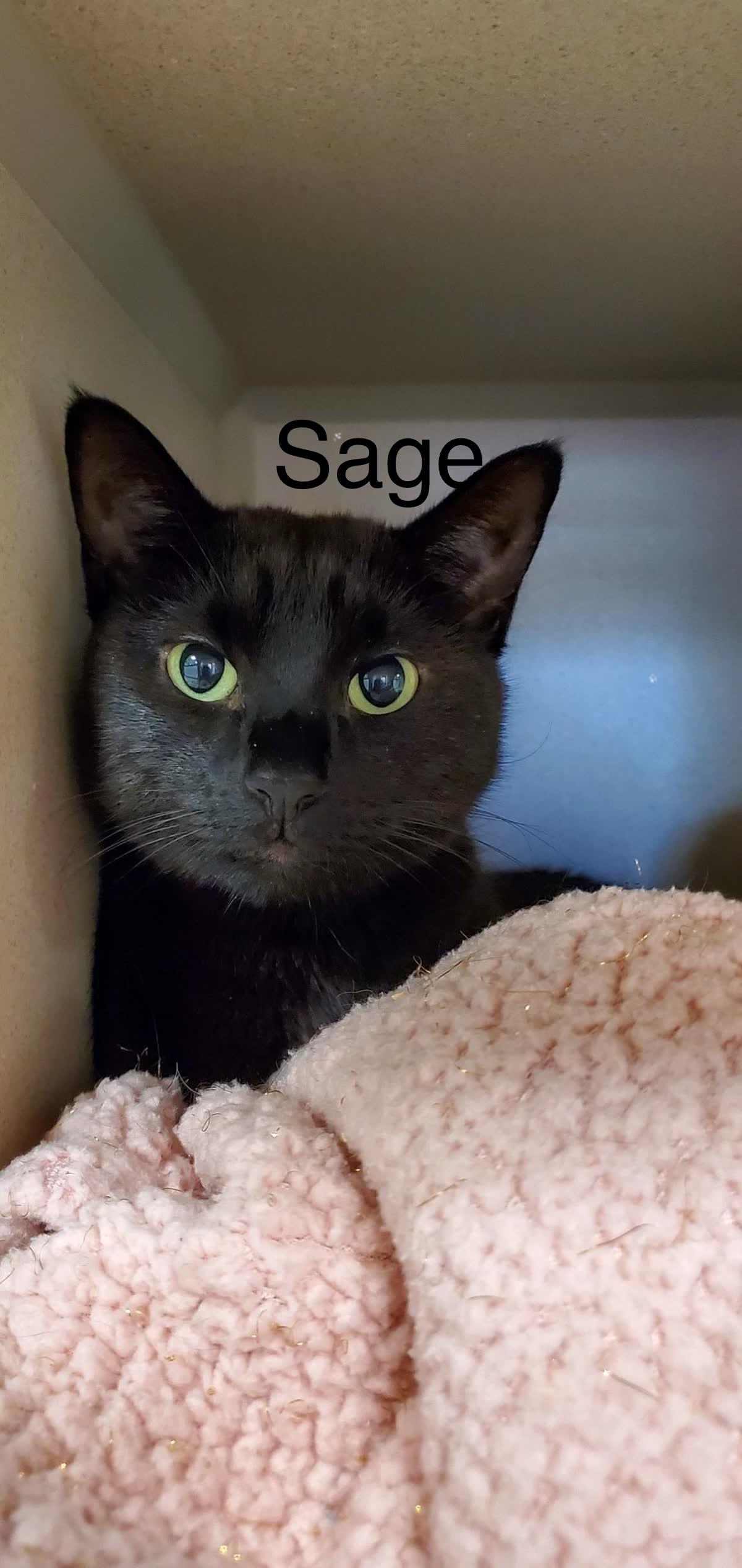 Sage