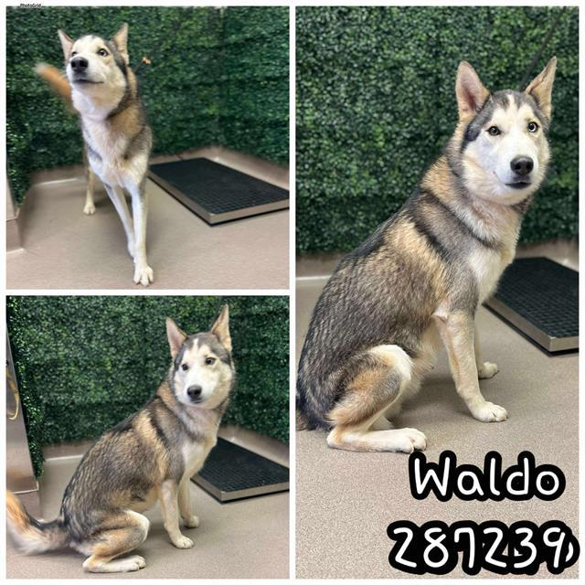 Enlarge WALDO, a Adoptable Siberian Husky in Macon, GA image 1/1