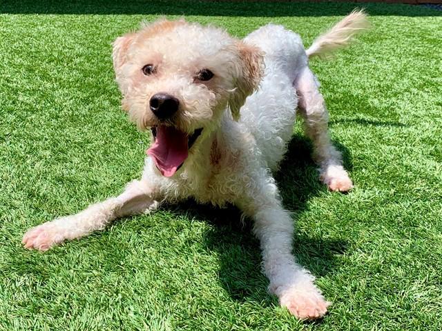 Enlarge URGENT SAVE ME PLEASE Sami A550983, an adopted mixed breed in San Marcos, CA image 1/1