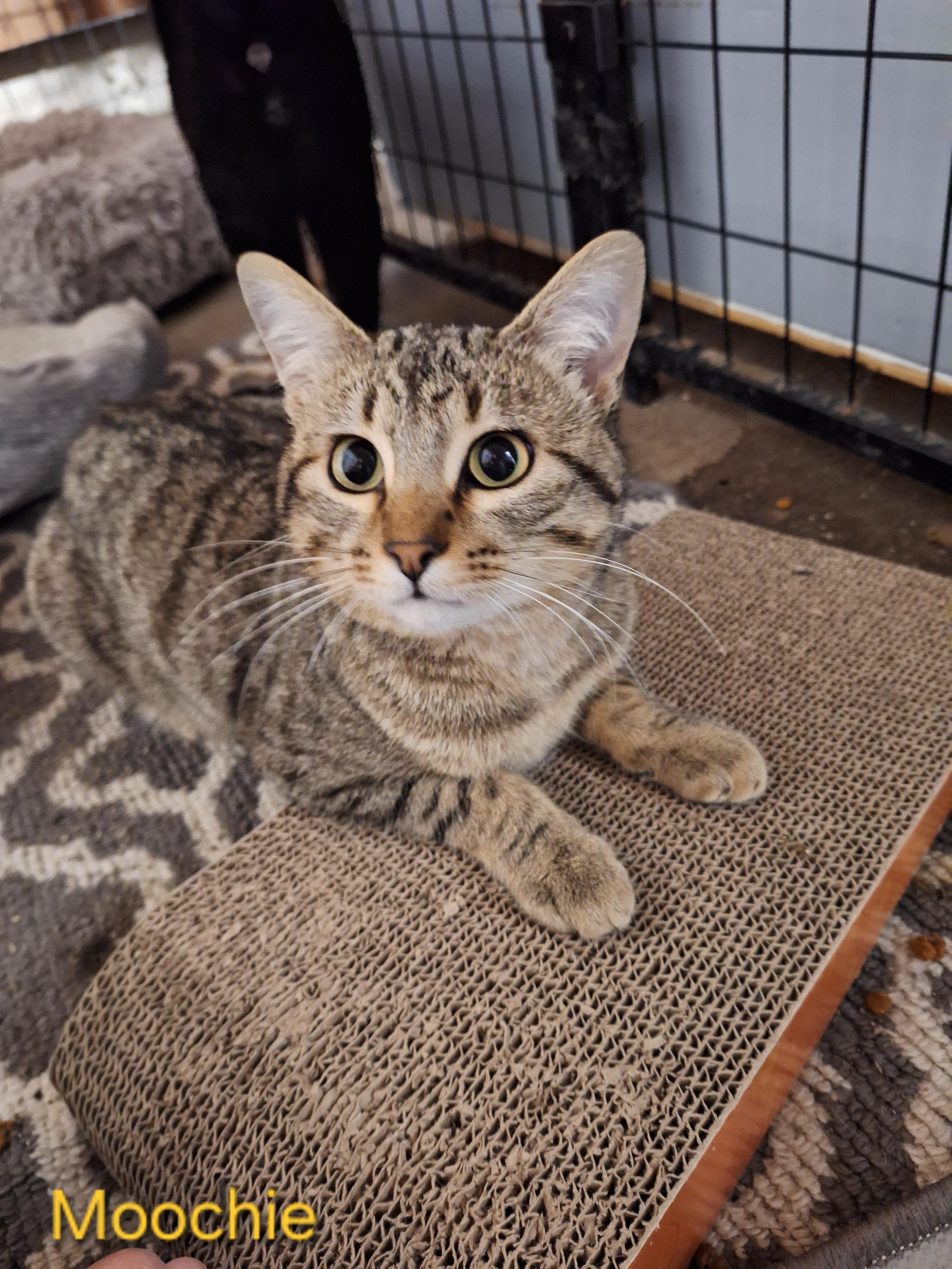 Enlarge Moochie, a ADOPTABLE Domestic Short Hair in Kearney, NE image 2/2