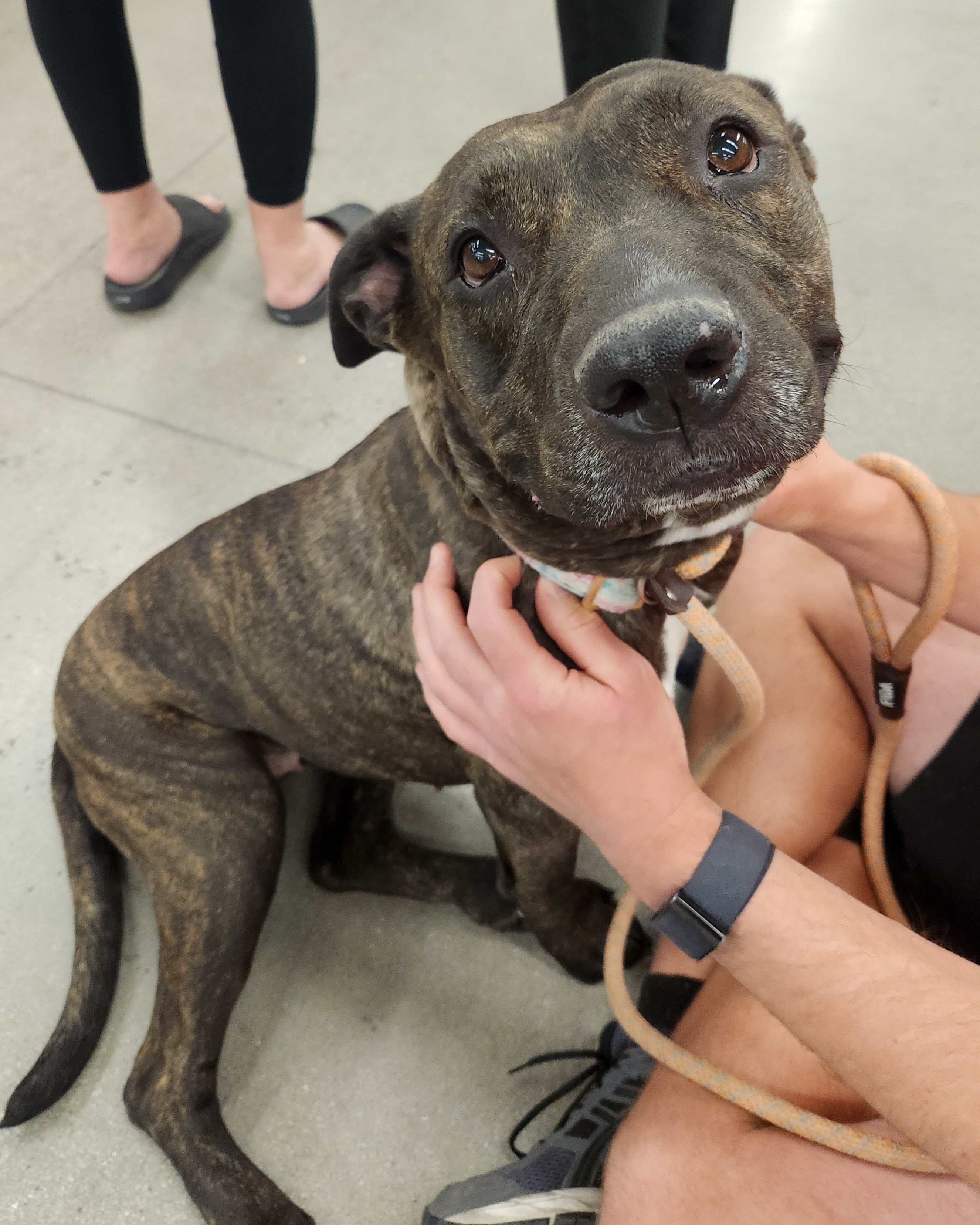 DOLCE, a Adoptable mixed breed in Las Vegas, NV image 6/6