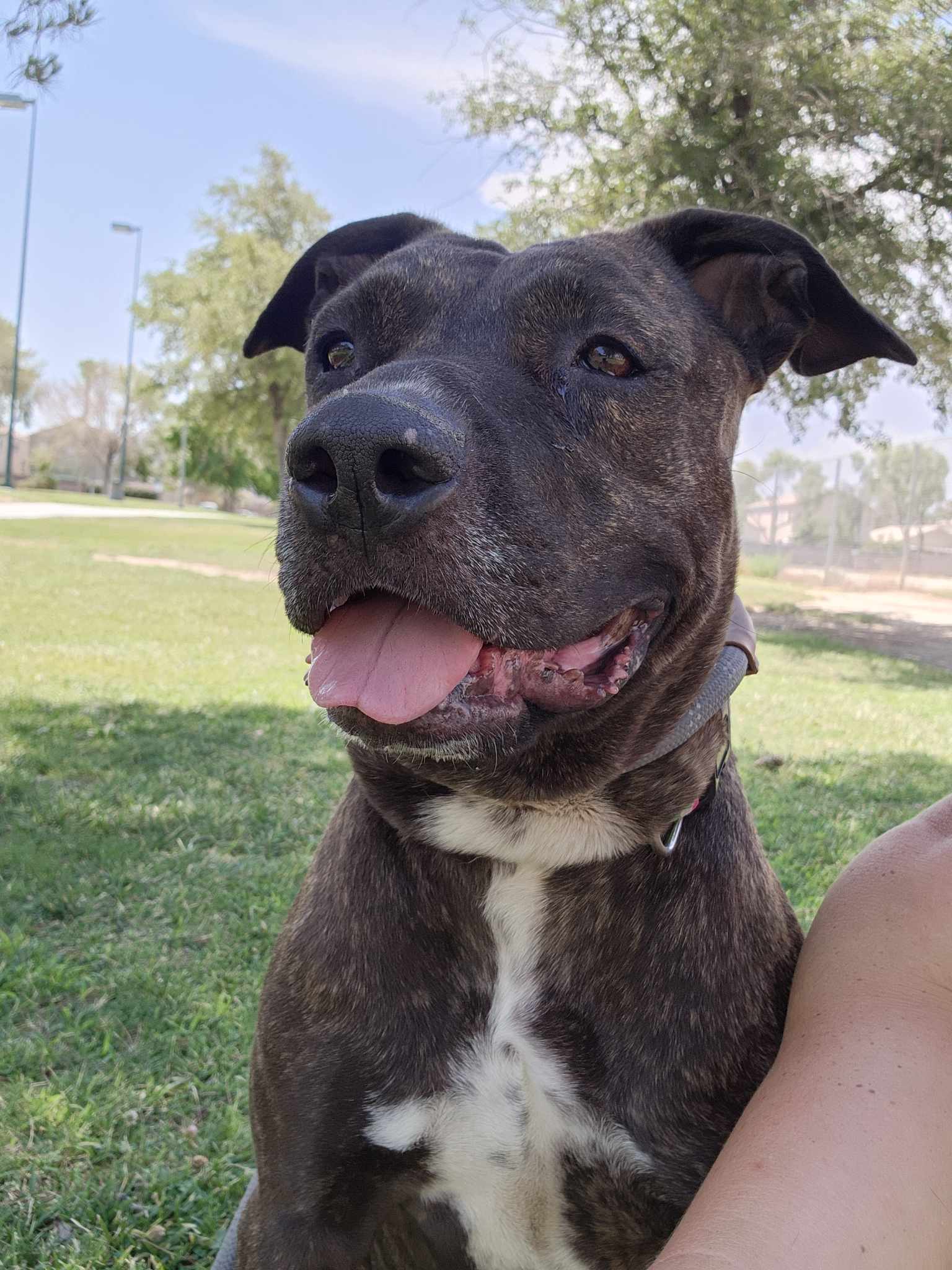 DOLCE, a Adoptable mixed breed in Las Vegas, NV image 3/6