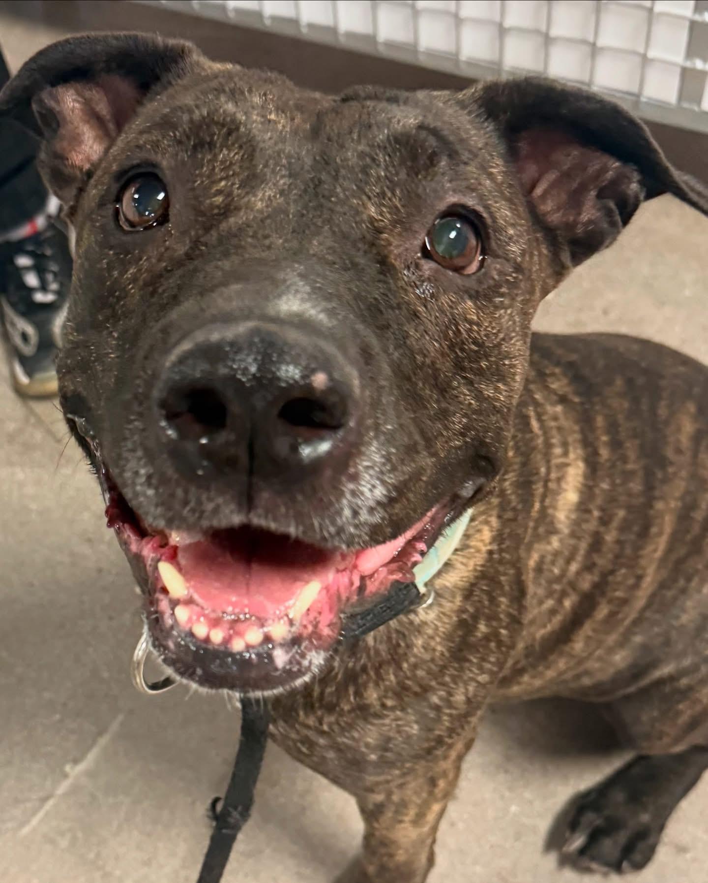 DOLCE, a Adoptable mixed breed in Las Vegas, NV image 2/6