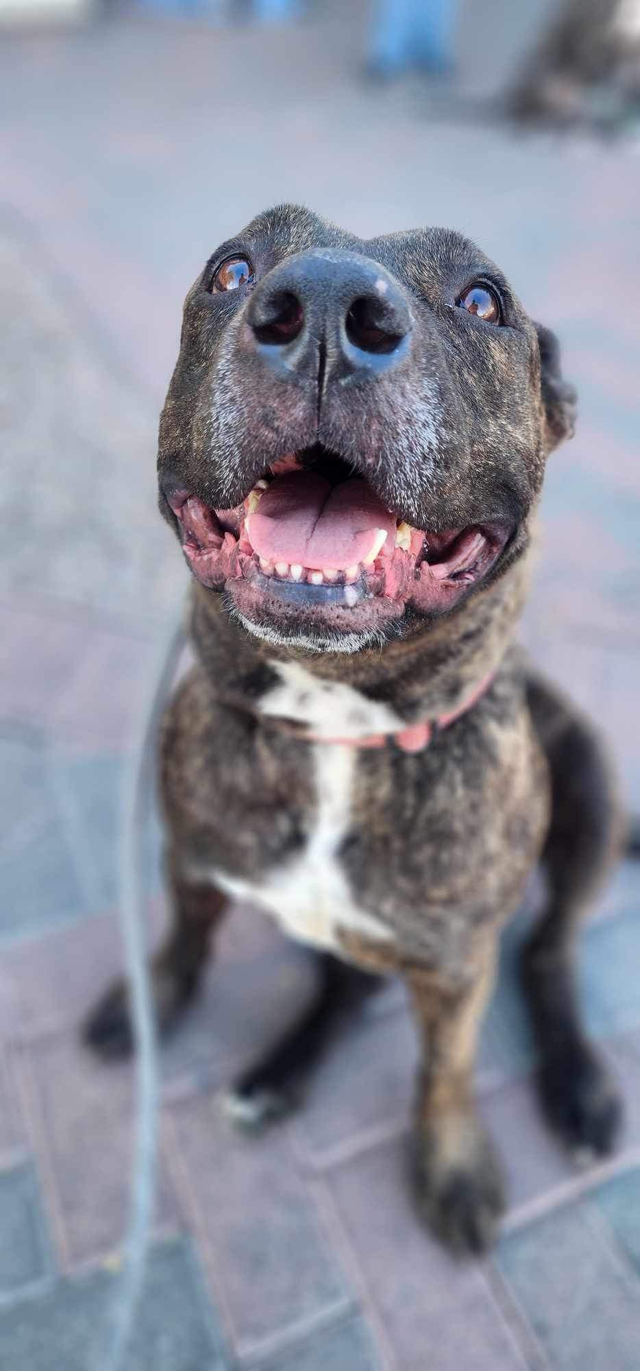 DOLCE, a Adoptable mixed breed in Las Vegas, NV image 4/6