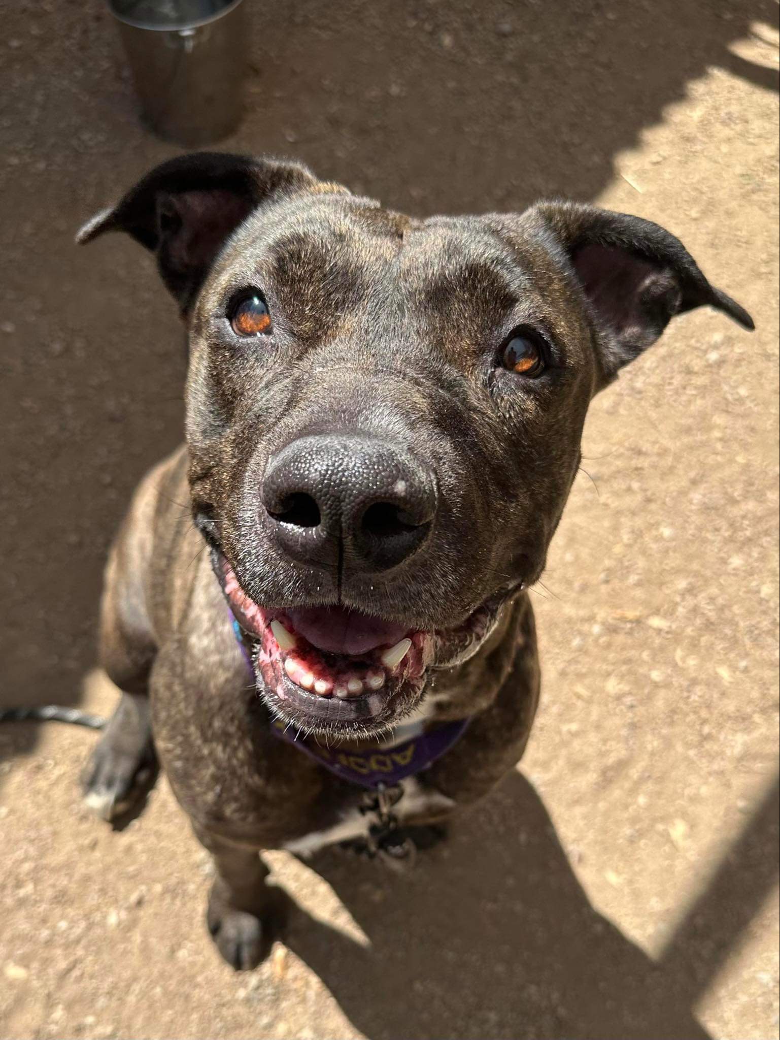 DOLCE, a Adoptable mixed breed in Las Vegas, NV image 5/6