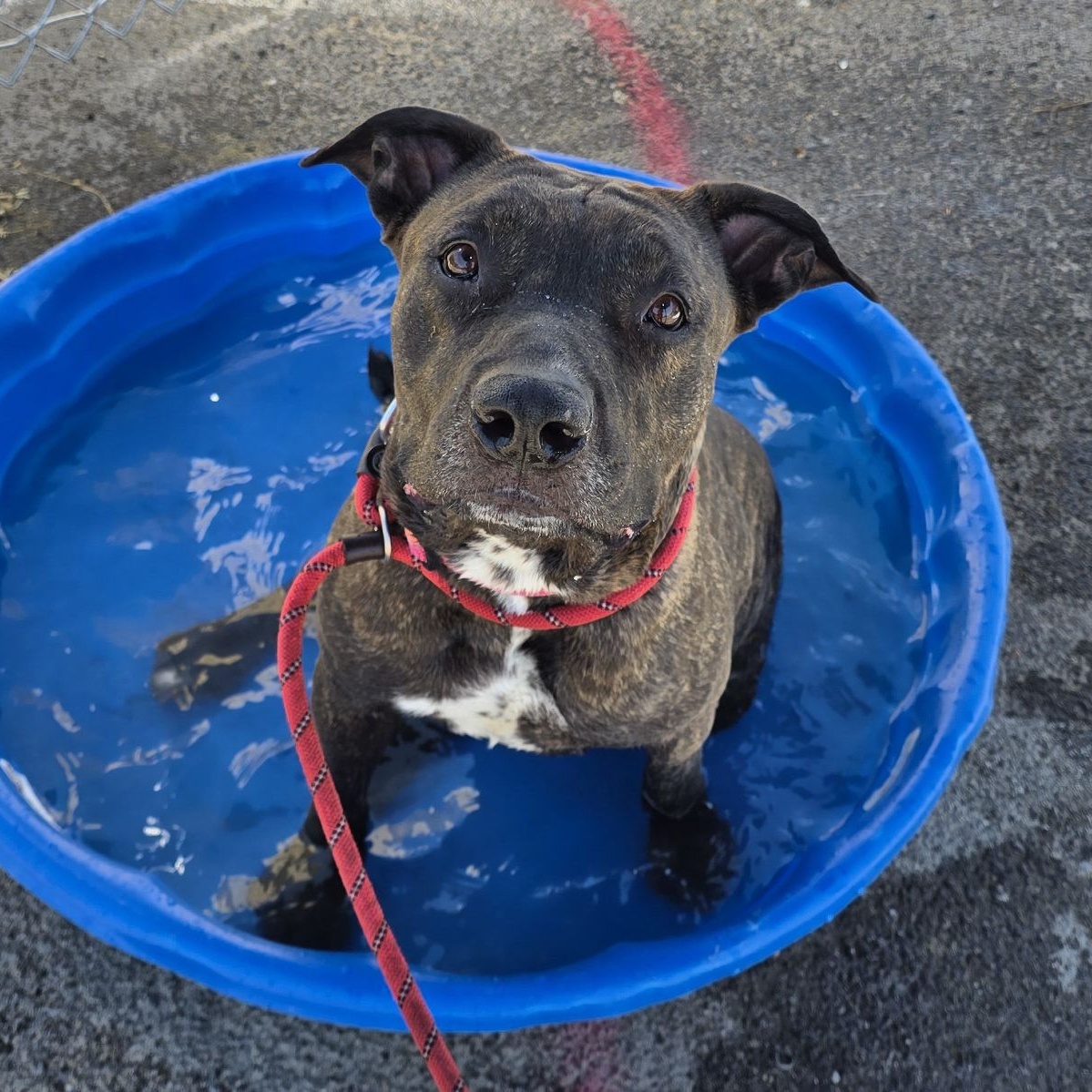 DOLCE, a Adoptable mixed breed in Las Vegas, NV image 1/6