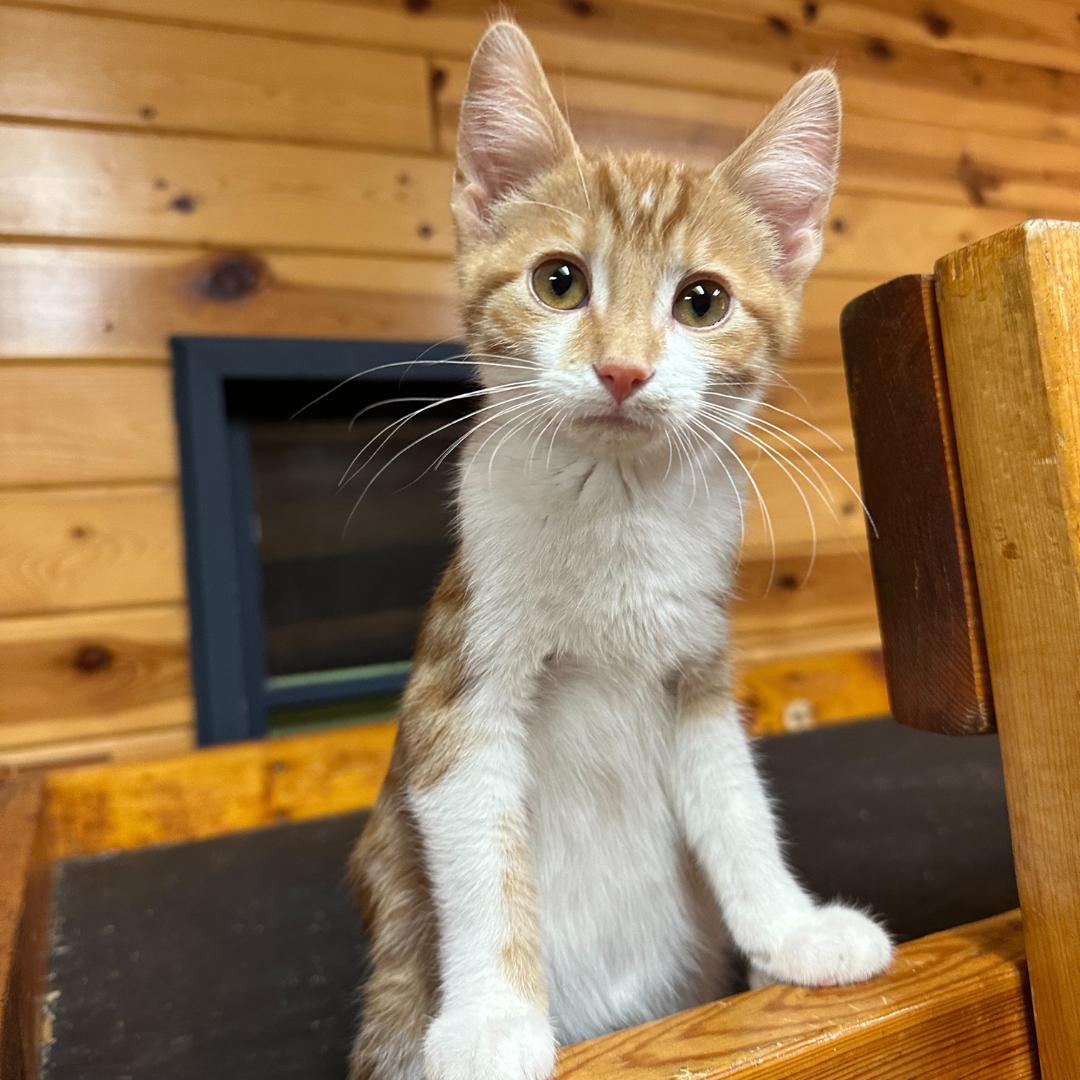 Enlarge Colby Jack, an adopted Domestic Short Hair in Stockholm, WI image 2/6