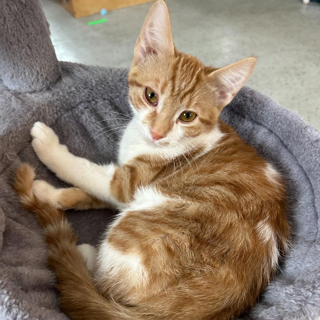 Enlarge Colby Jack, an adopted Domestic Short Hair in Stockholm, WI image 1/6