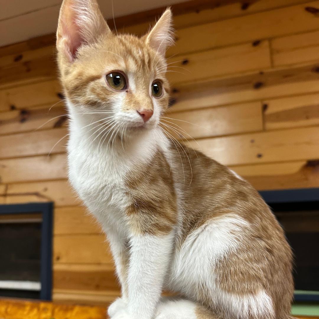 Enlarge Colby Jack, an adopted Domestic Short Hair in Stockholm, WI image 4/6