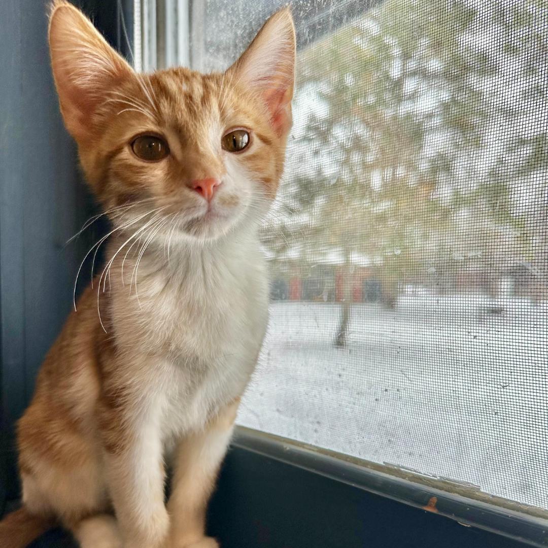 Enlarge Colby Jack, an adopted Domestic Short Hair in Stockholm, WI image 3/6