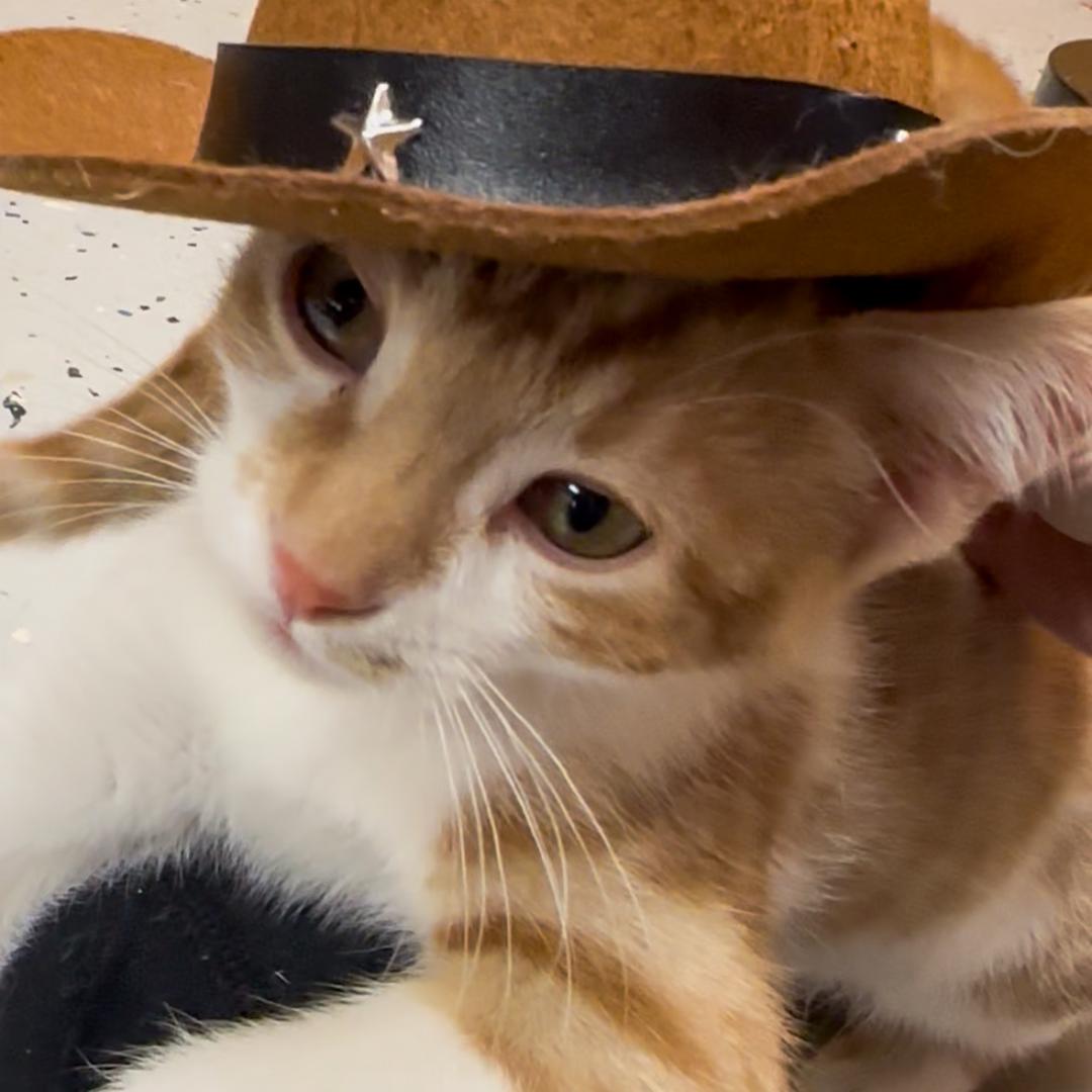 Enlarge Colby Jack, an adopted Domestic Short Hair in Stockholm, WI image 5/6