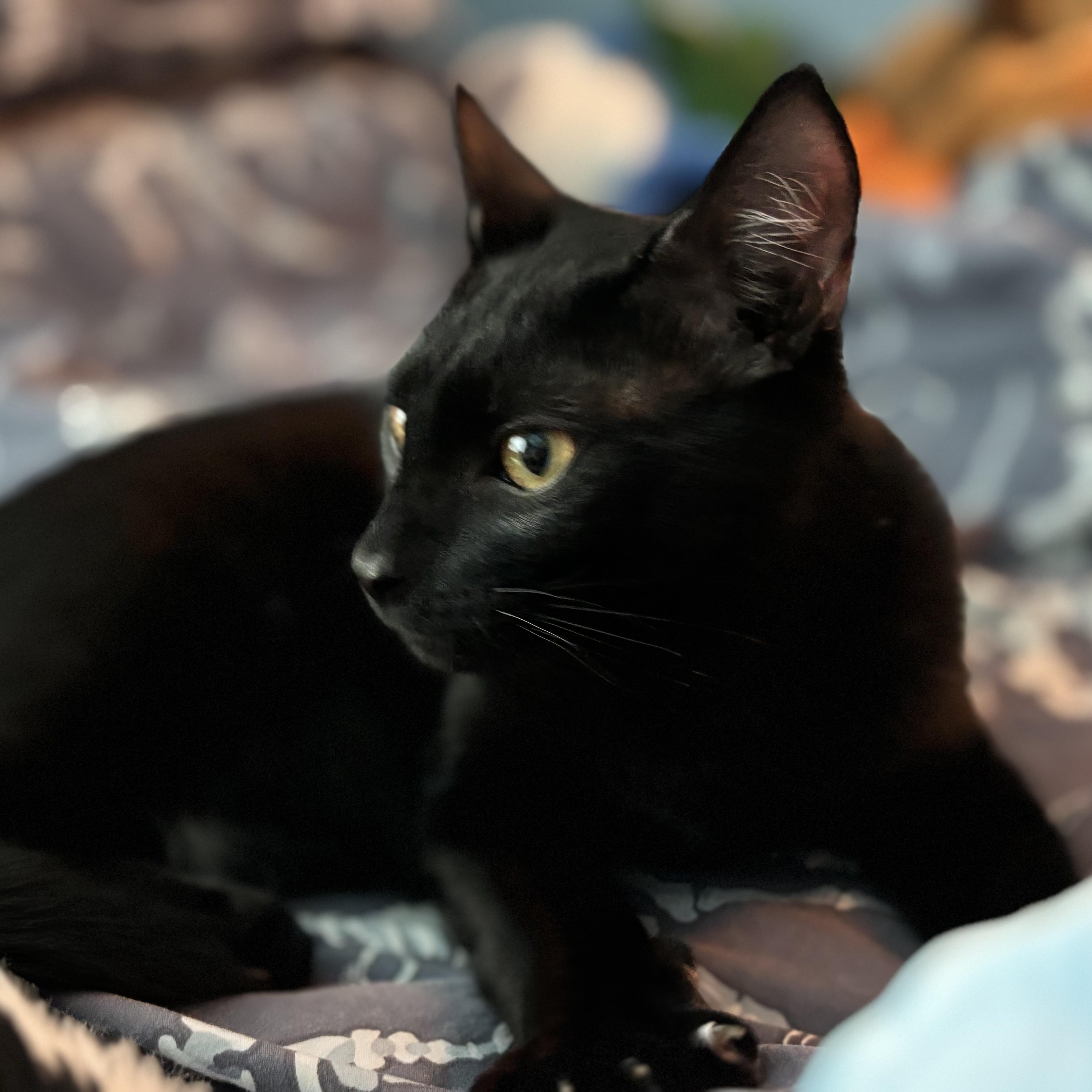 Enlarge Axel, a Adoptable Domestic Short Hair in Palm Harbor, FL image 2/3