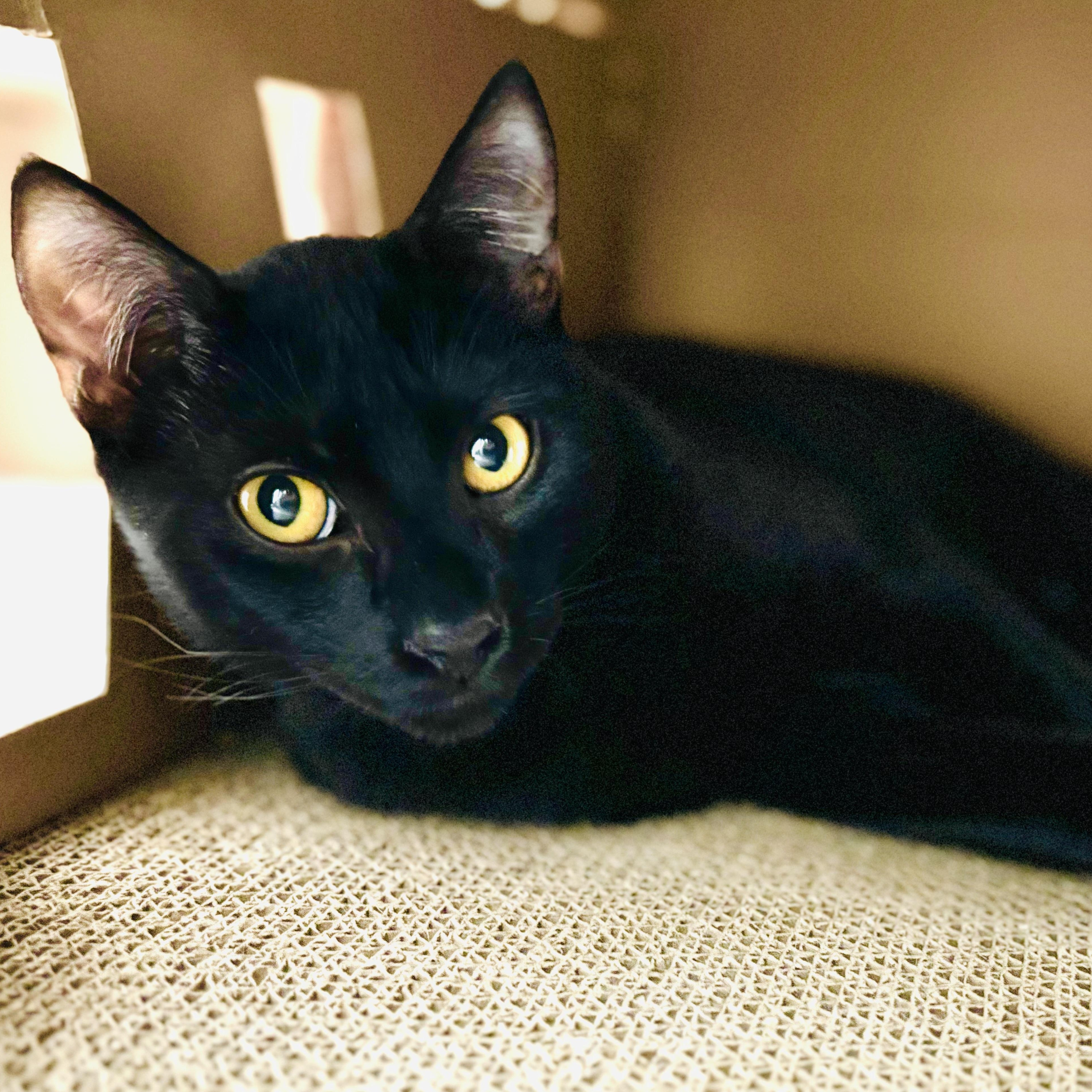 Enlarge Axel, a Adoptable Domestic Short Hair in Palm Harbor, FL image 3/3