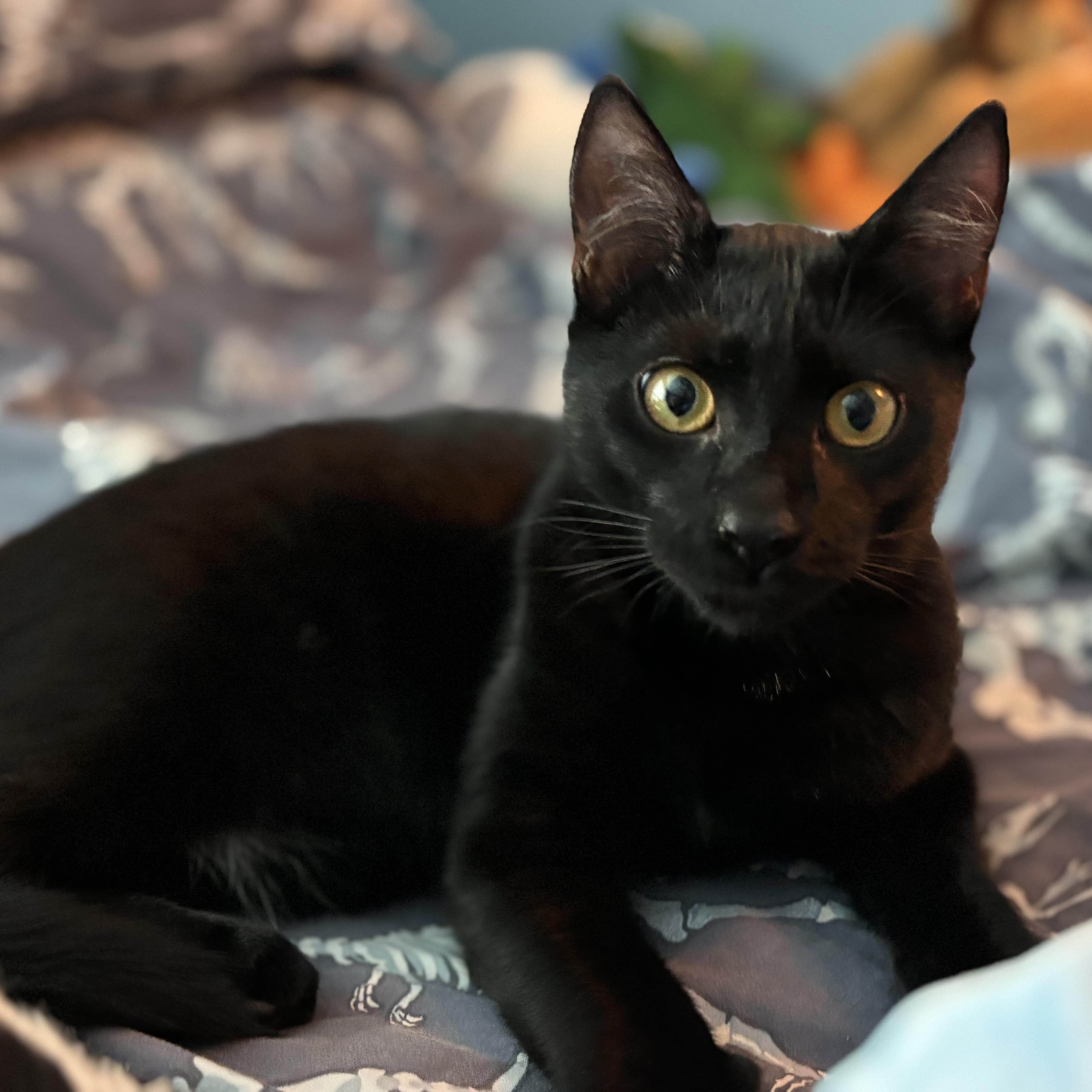 Axel, Adoptable, Kitten Male Domestic Short Hair.