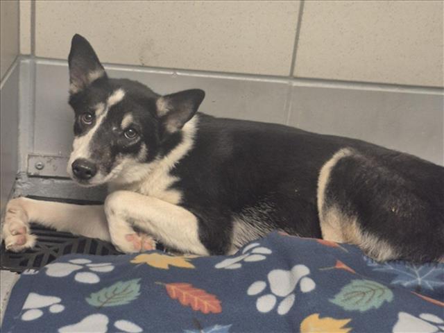 KENSY, Adoptable, Young Female Husky & Mixed Breed.