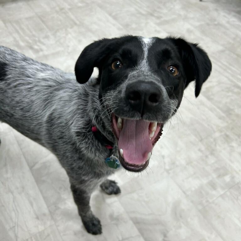 Enlarge Mabel, a Adoptable mixed breed in Neillsville, WI image 5/5