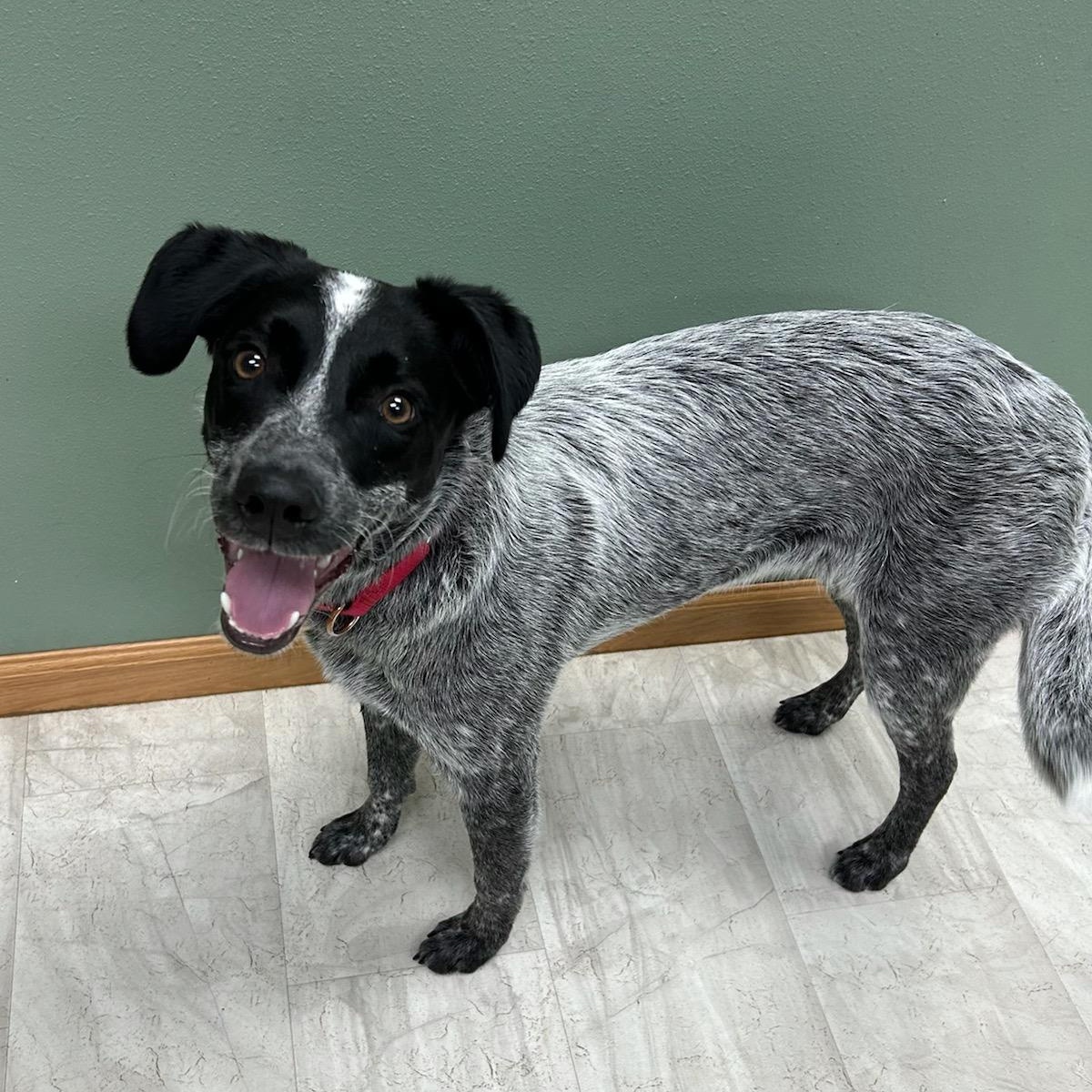 Enlarge Mabel, a Adoptable mixed breed in Neillsville, WI image 3/5