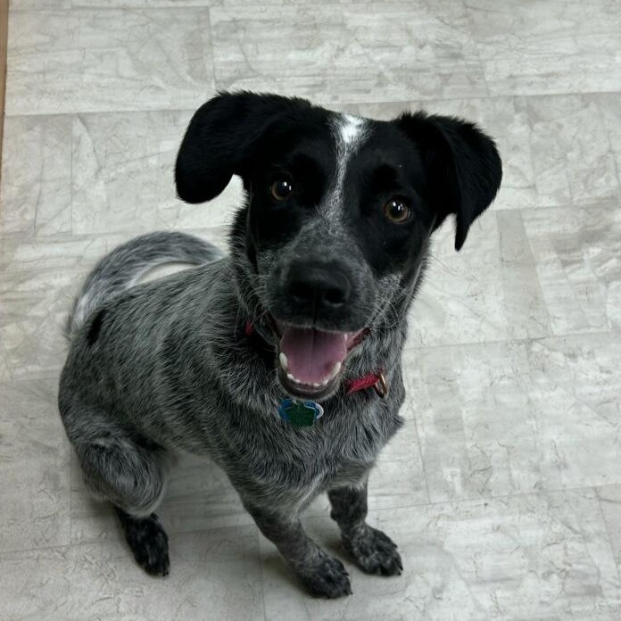 Enlarge Mabel, a Adoptable mixed breed in Neillsville, WI image 4/5