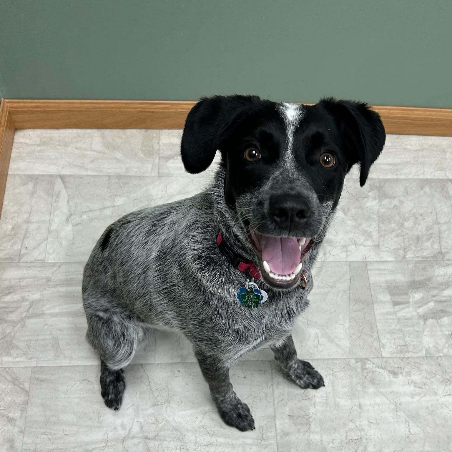 Enlarge Mabel, a Adoptable mixed breed in Neillsville, WI image 1/5
