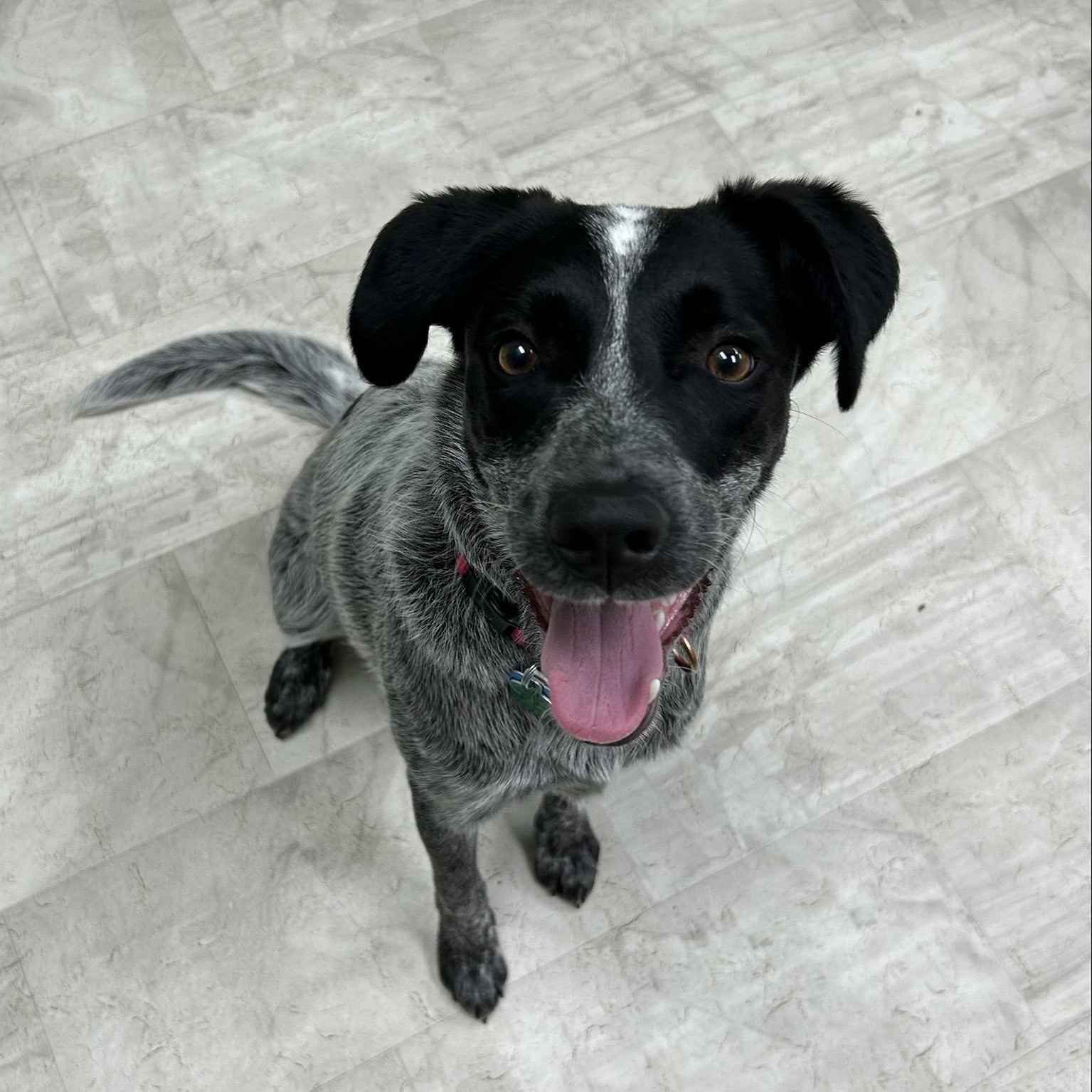 Enlarge Mabel, a Adoptable mixed breed in Neillsville, WI image 2/5