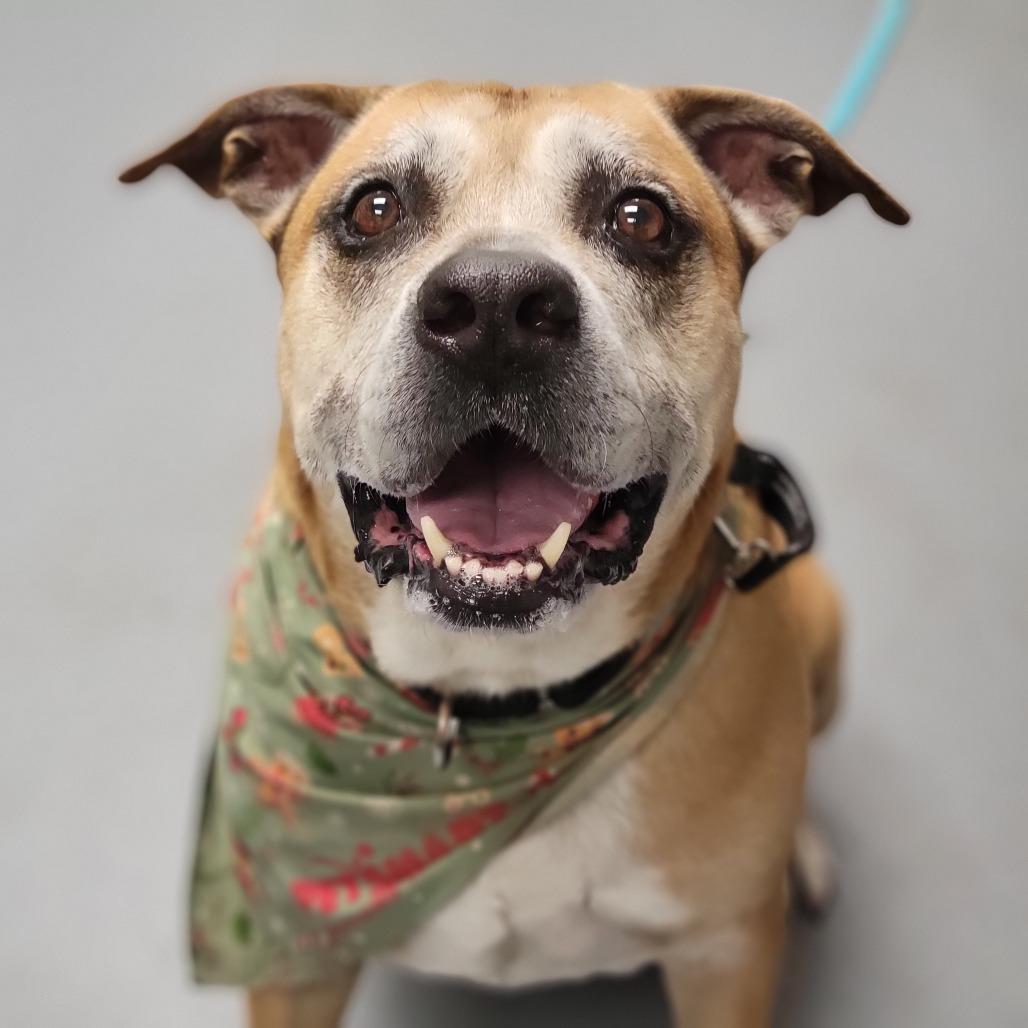 Rusty, Adoptable, Senior Male Mixed Breed.
