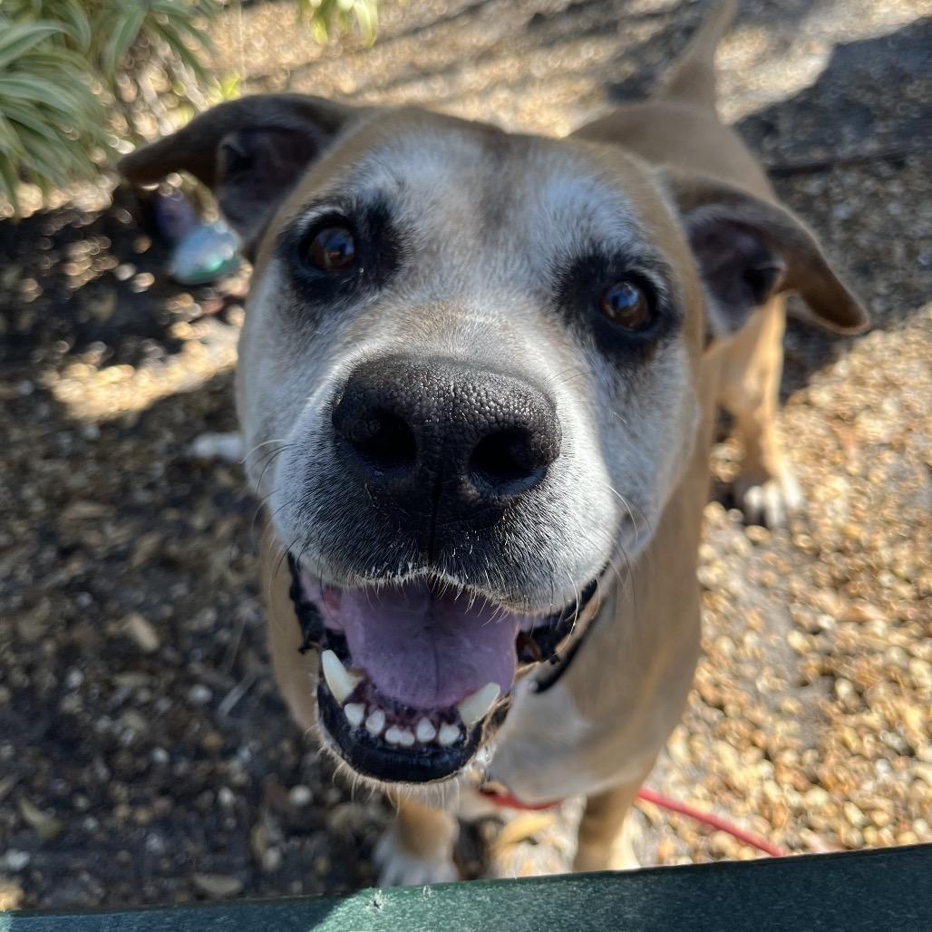 Rusty, a Adoptable Mixed Breed in Sarasota, FL image 2/6