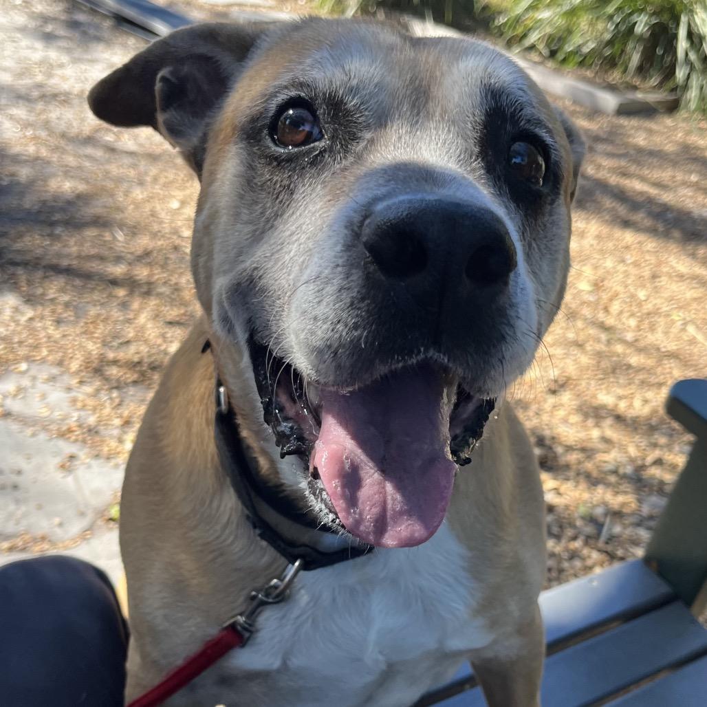 Rusty, a Adoptable Mixed Breed in Sarasota, FL image 3/6