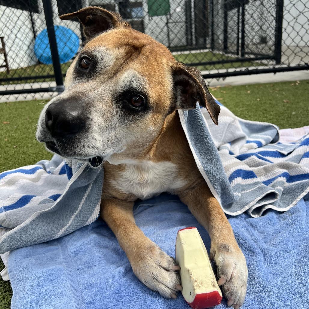 Rusty, a Adoptable Mixed Breed in Sarasota, FL image 4/6