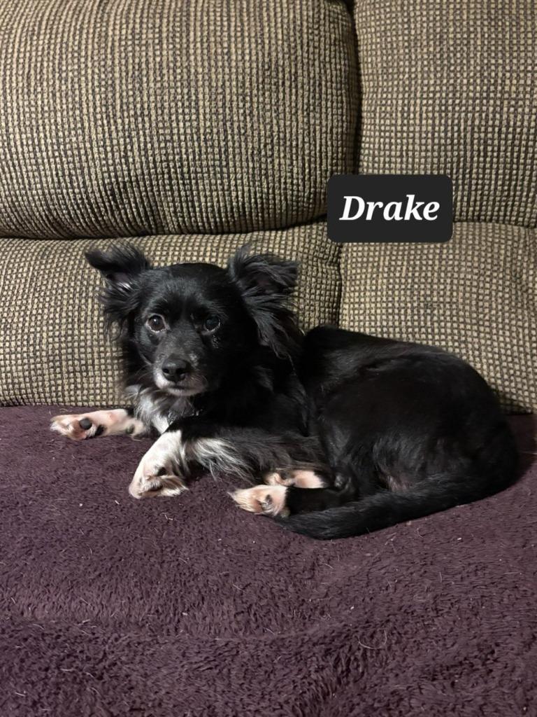 Drake, Adoptable, Adult Male Pomeranian.
