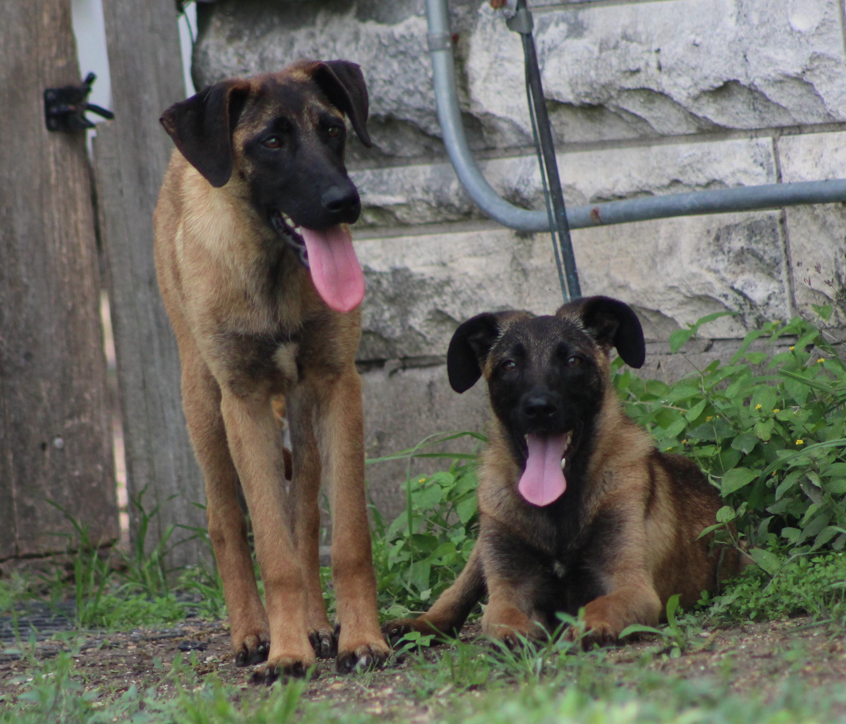 Enlarge Arwen, a ADOPTABLE mixed breed in Temple, TX image 3/5